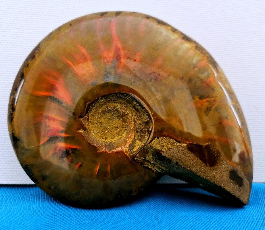 Fossile d'ammonite poli avec des éclairs rouges, âgé d'environ 110 millions d'années en vente 4