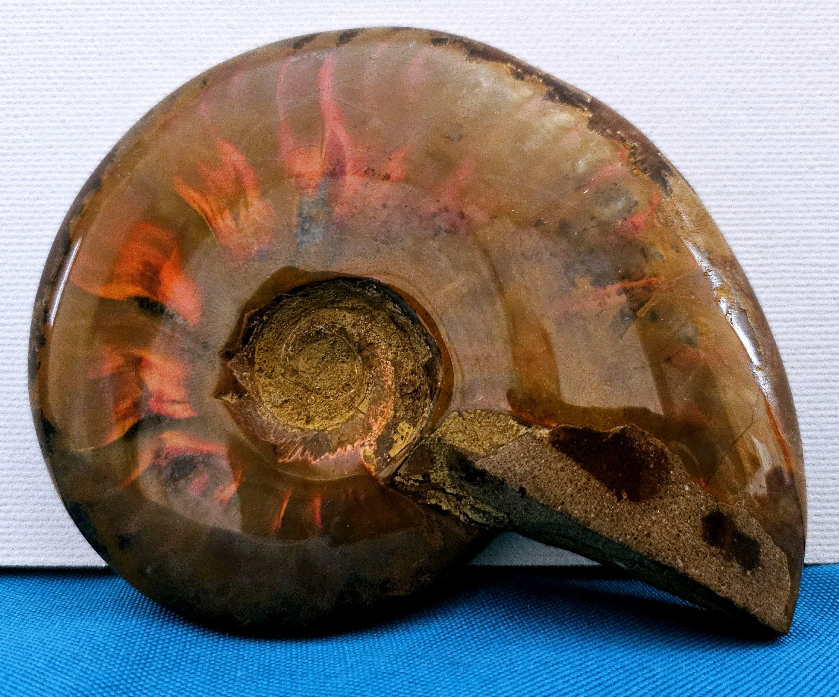 Fossile d'ammonite poli avec des éclairs rouges, âgé d'environ 110 millions d'années en vente 5