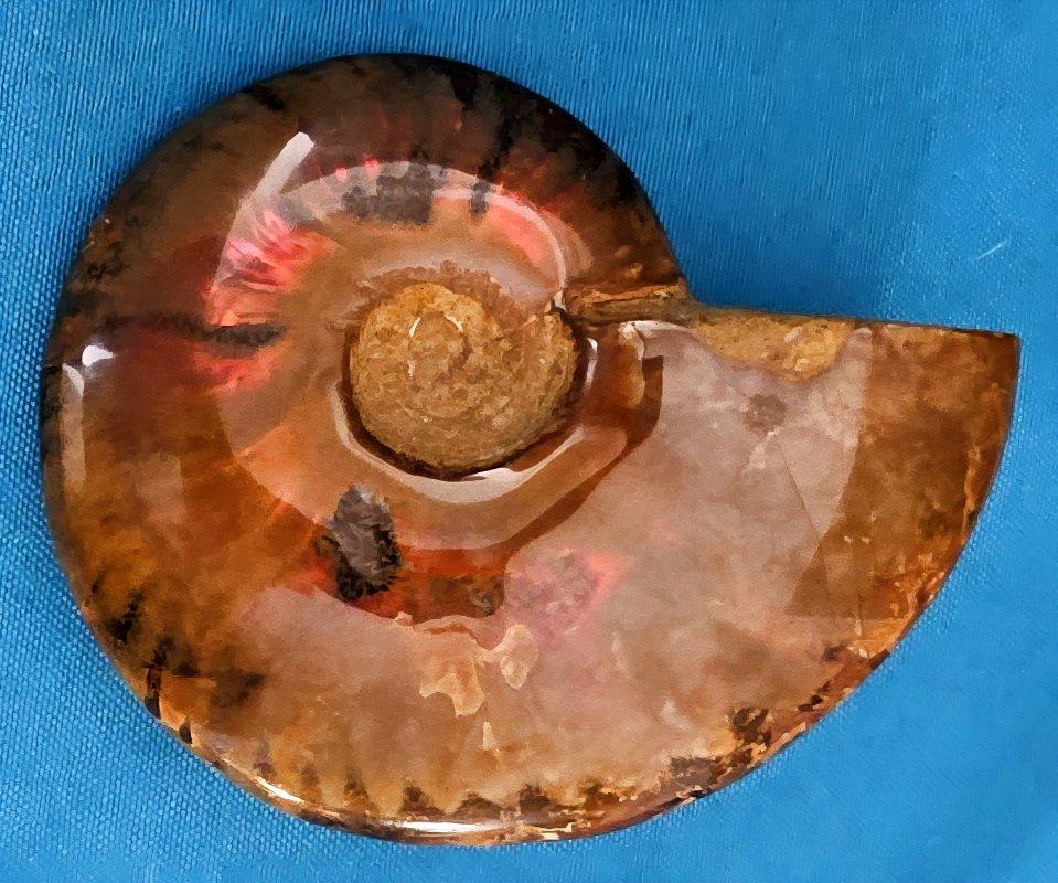 Fossile d'ammonite poli avec des éclairs rouges, âgé d'environ 110 millions d'années en vente 6