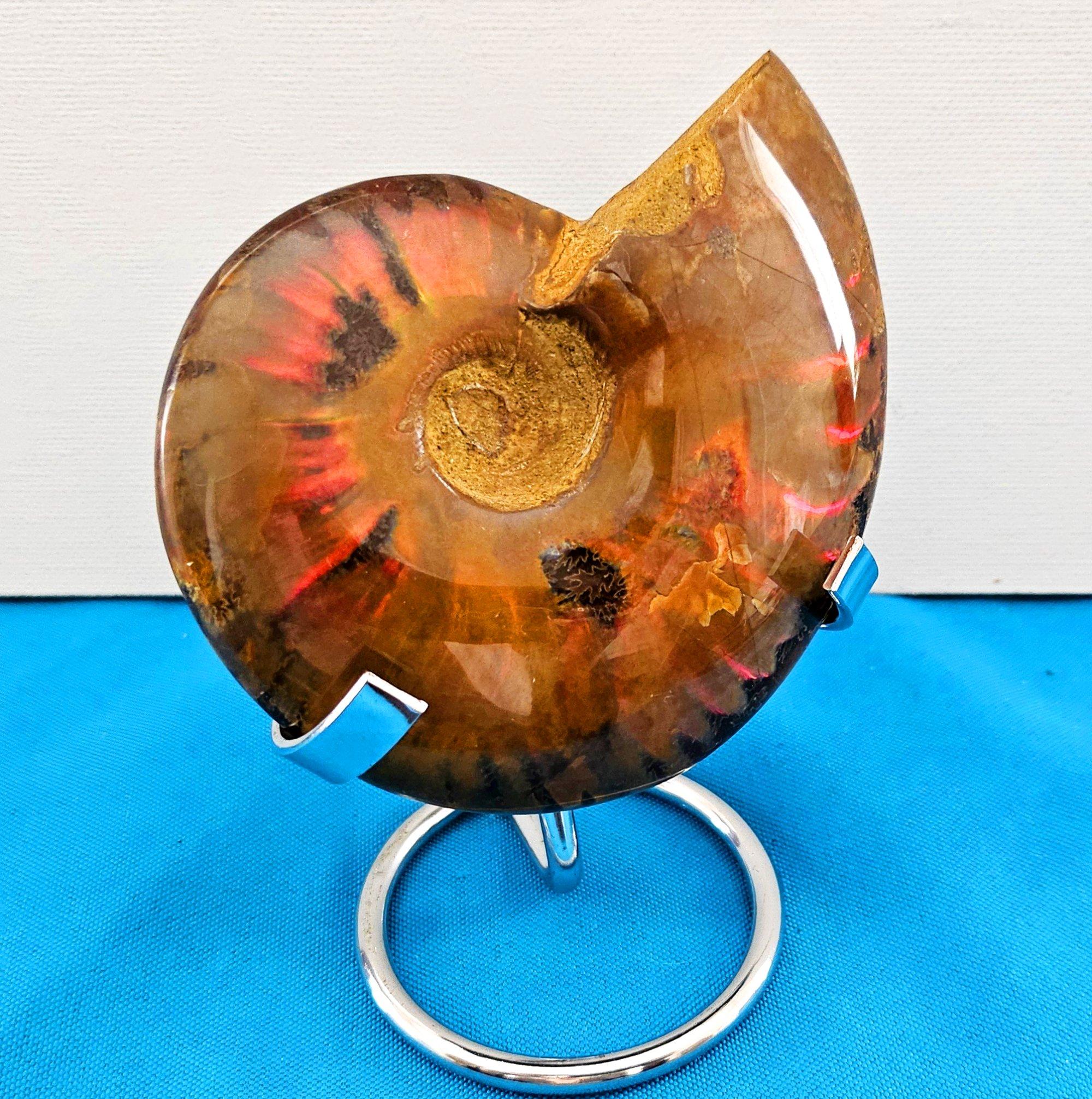Fossile d'ammonite poli avec des éclairs rouges, âgé d'environ 110 millions d'années en vente 7