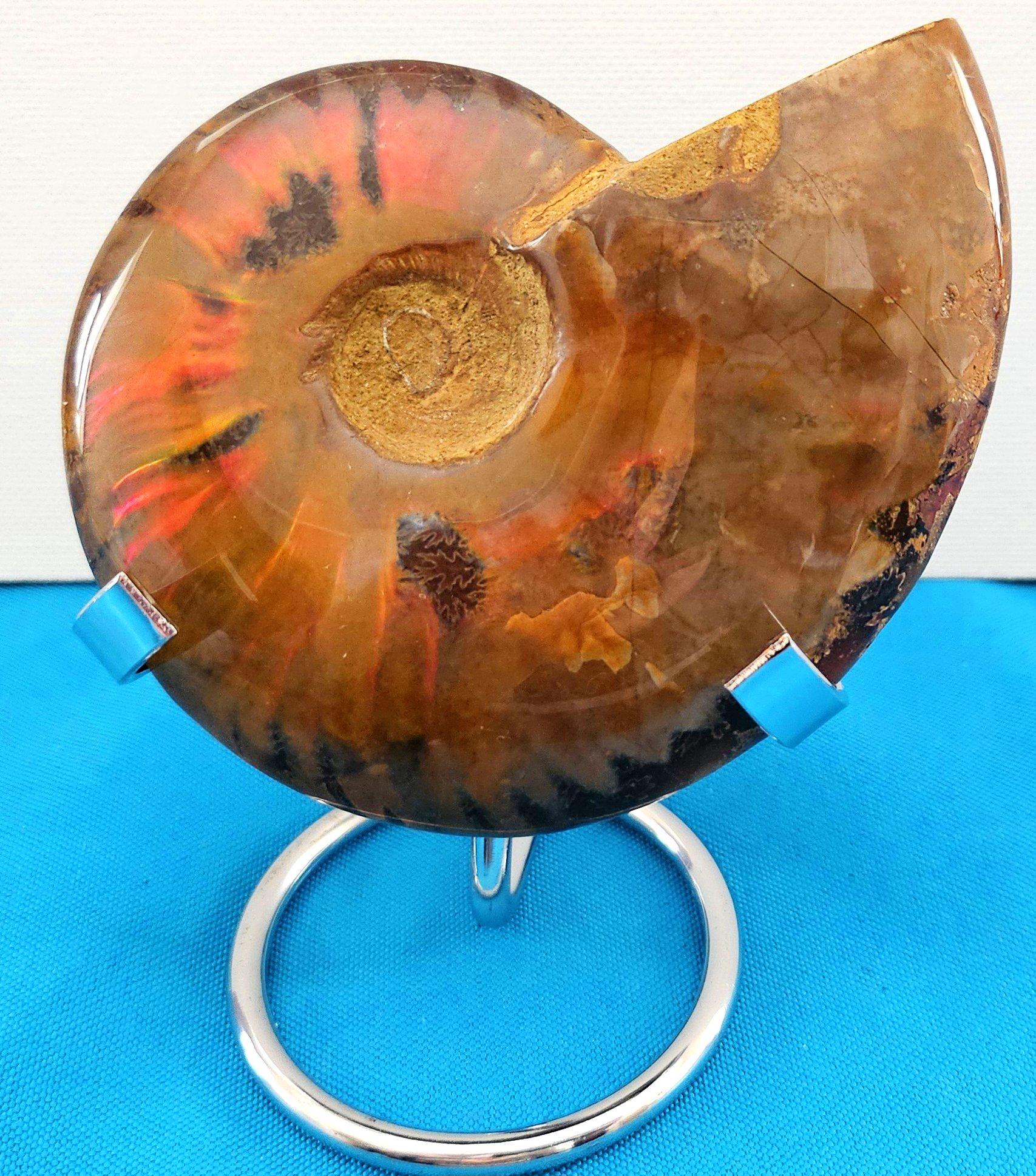 Fossile d'ammonite poli avec des éclats rouges, âgé d'environ 110 millions d'années, avec de beaux éclats de couleur luisants et irisés et des motifs feuillus qui ressortent. Un support comme celui illustré sera inclus en cadeau avec votre achat,