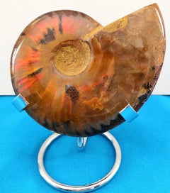 Fossile d'ammonite poli avec des éclairs rouges, âgé d'environ 110 millions d'années