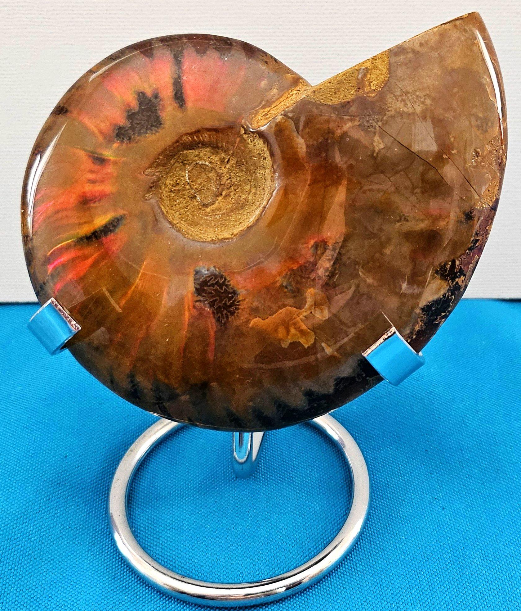 Organique Fossile d'ammonite poli avec des éclairs rouges, âgé d'environ 110 millions d'années en vente