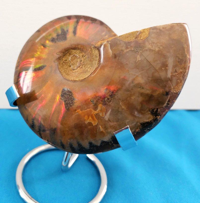 Inconnu Fossile d'ammonite poli avec des éclairs rouges, âgé d'environ 110 millions d'années en vente