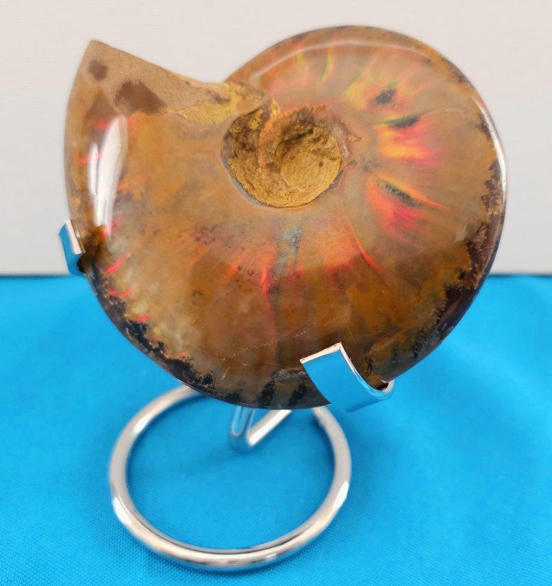 Autre Fossile d'ammonite poli avec des éclairs rouges, âgé d'environ 110 millions d'années en vente