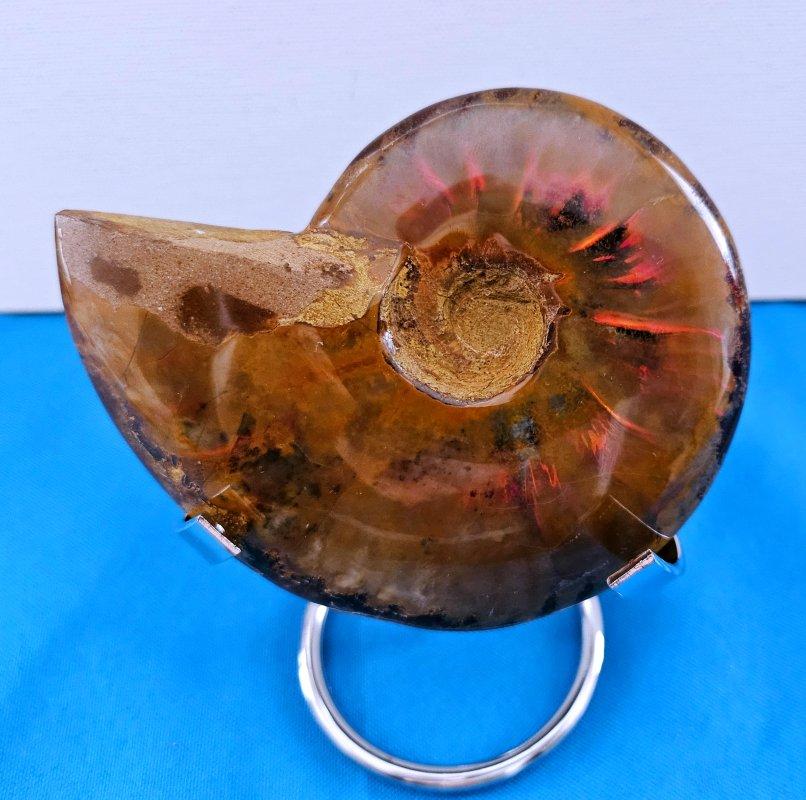 Fossile d'ammonite poli avec des éclairs rouges, âgé d'environ 110 millions d'années Bon état - En vente à Warrenton, OR