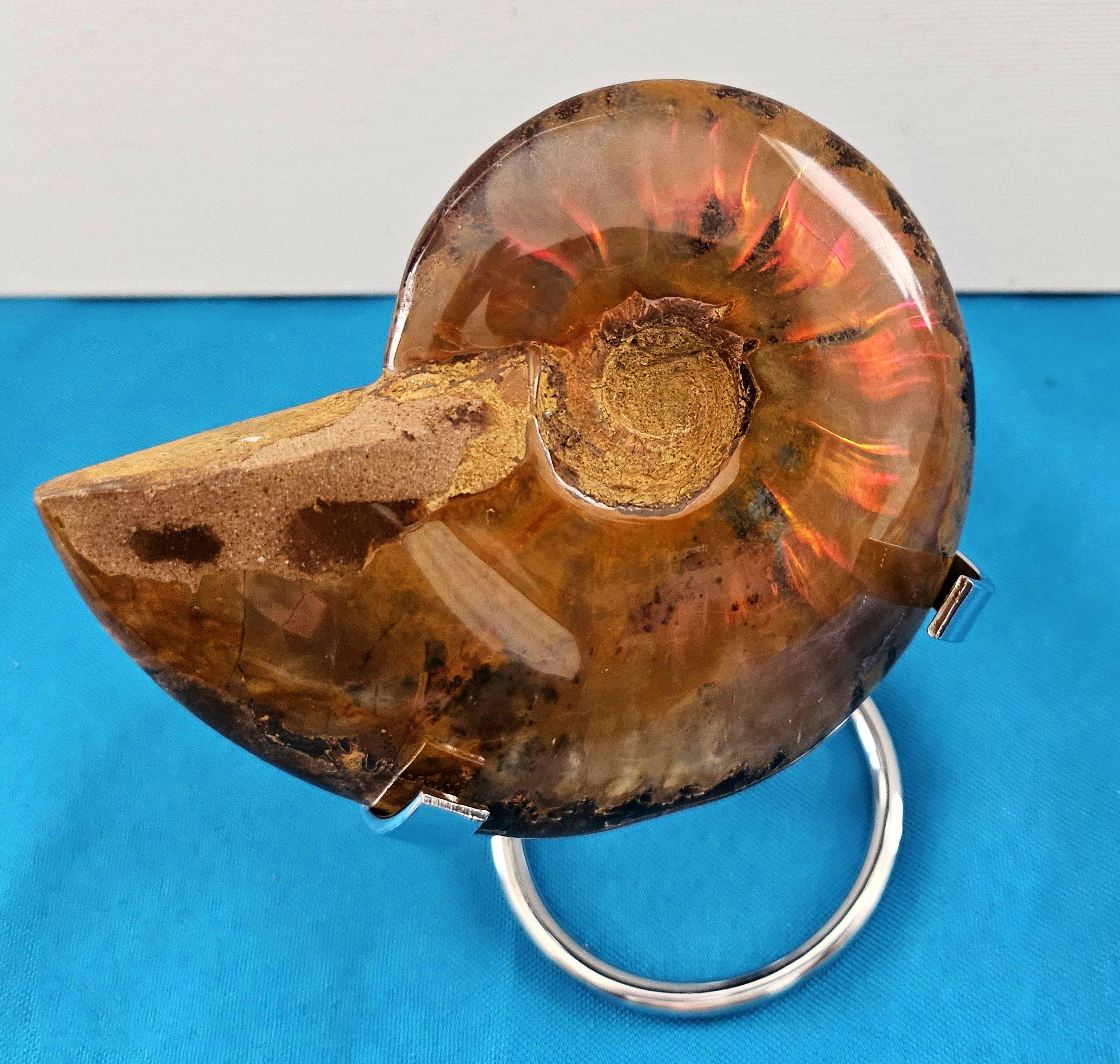 XVIIIe siècle et antérieur Fossile d'ammonite poli avec des éclairs rouges, âgé d'environ 110 millions d'années en vente