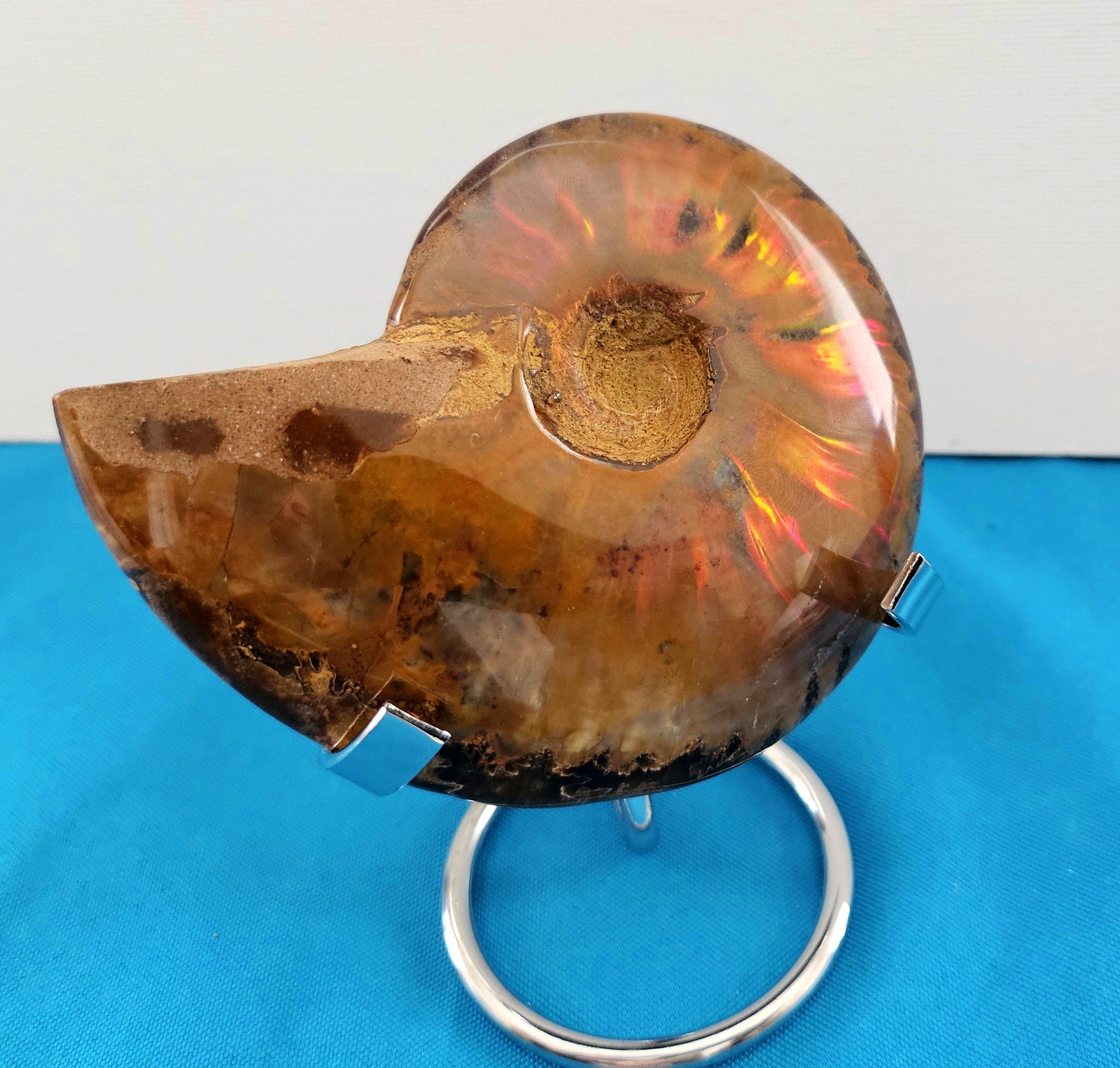 Coquillage Fossile d'ammonite poli avec des éclairs rouges, âgé d'environ 110 millions d'années en vente
