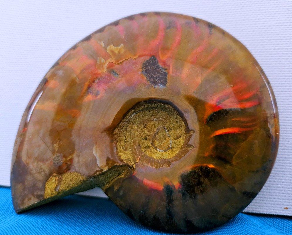 Fossile d'ammonite poli avec des éclairs rouges, âgé d'environ 110 millions d'années en vente 1