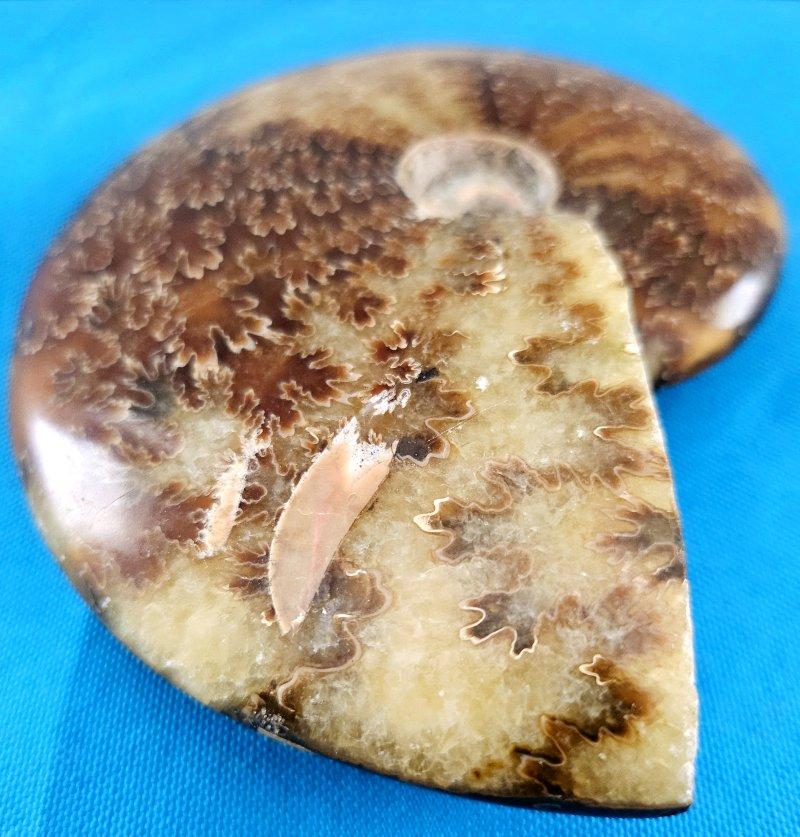 Polierte Ammonitenschale, Cleoniceras sp, rund 110 Millionen Jahre alt im Zustand „Gut“ im Angebot in Warrenton, OR