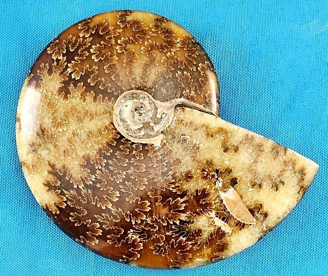 Polierte Ammonitenschale, Cleoniceras sp, rund 110 Millionen Jahre alt (Muschel) im Angebot