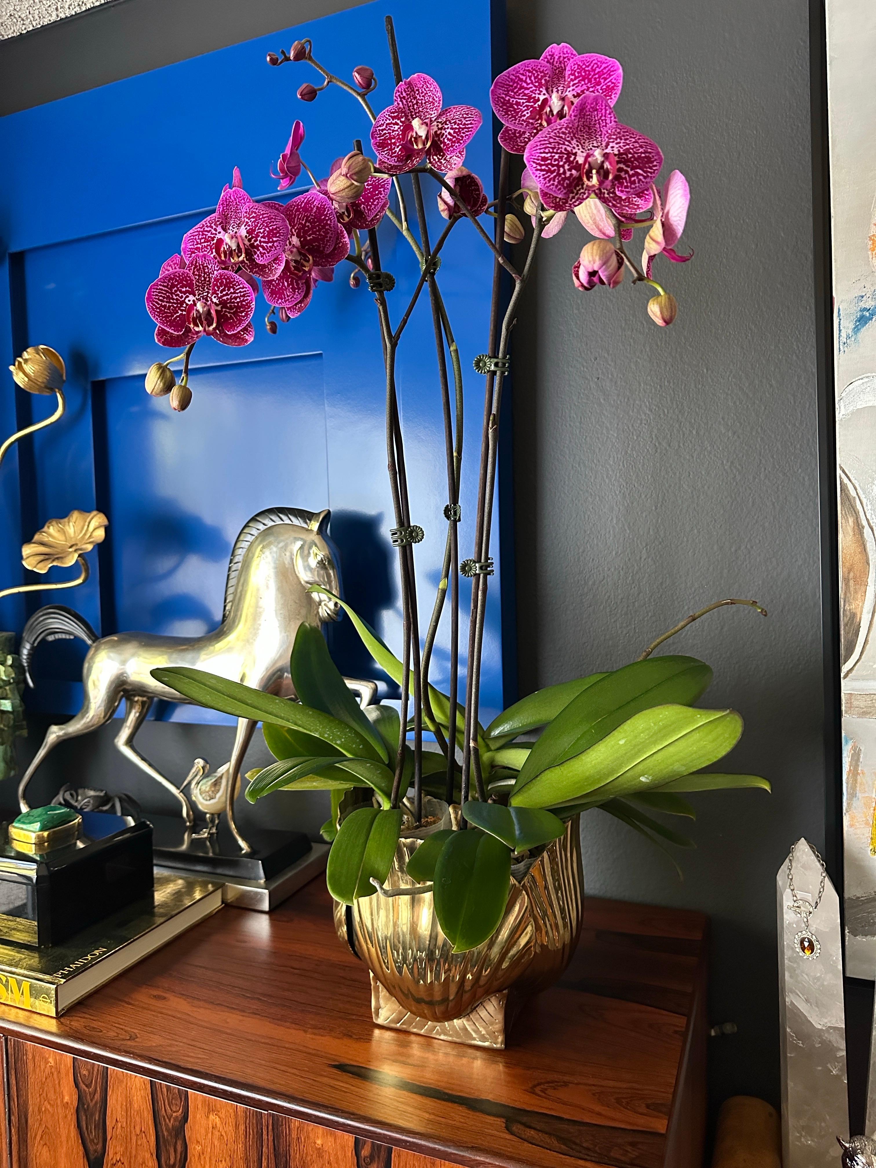 Polished Brass Sea Shell Planter 7