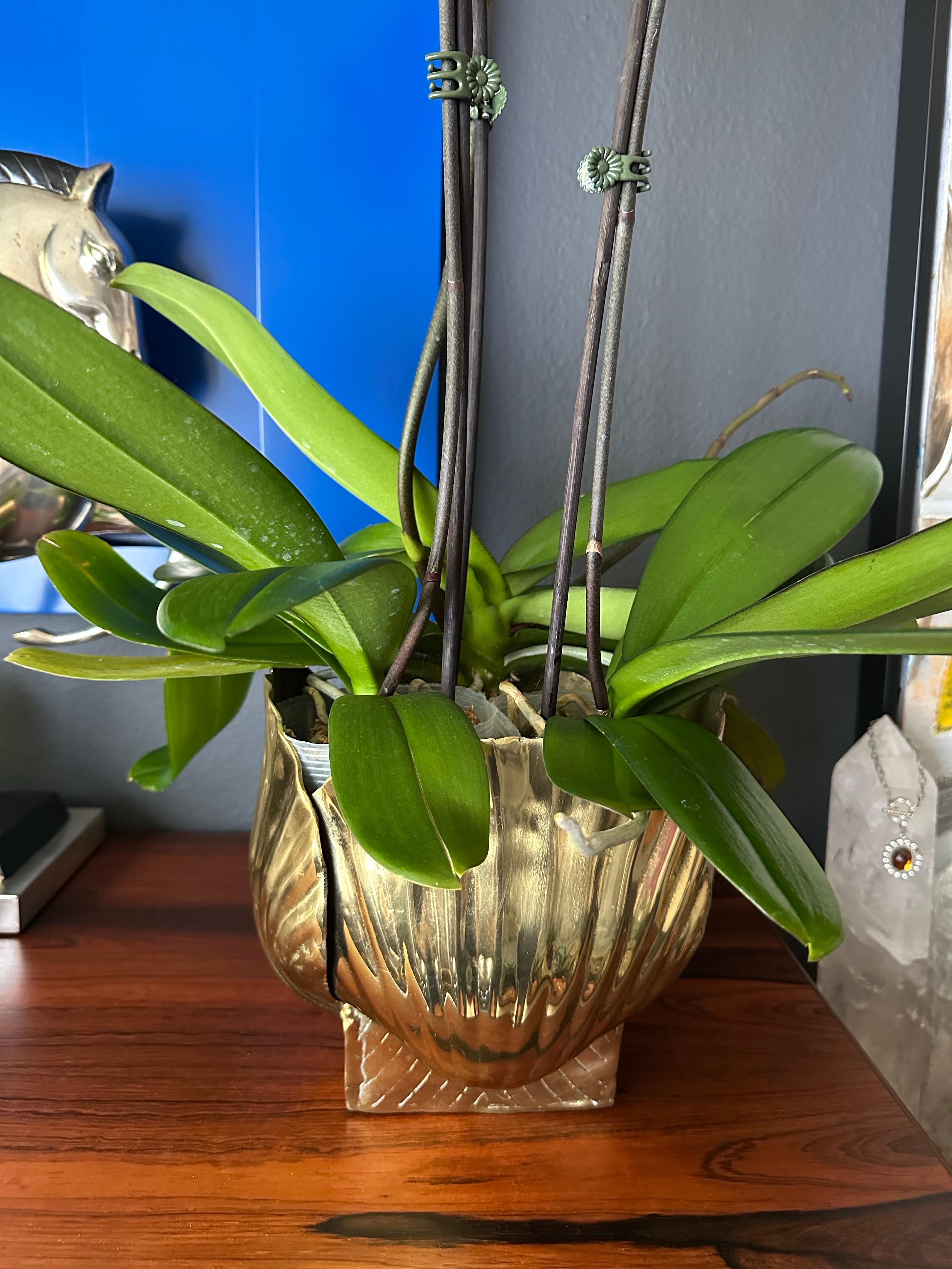 Polished Brass Sea Shell Planter 9