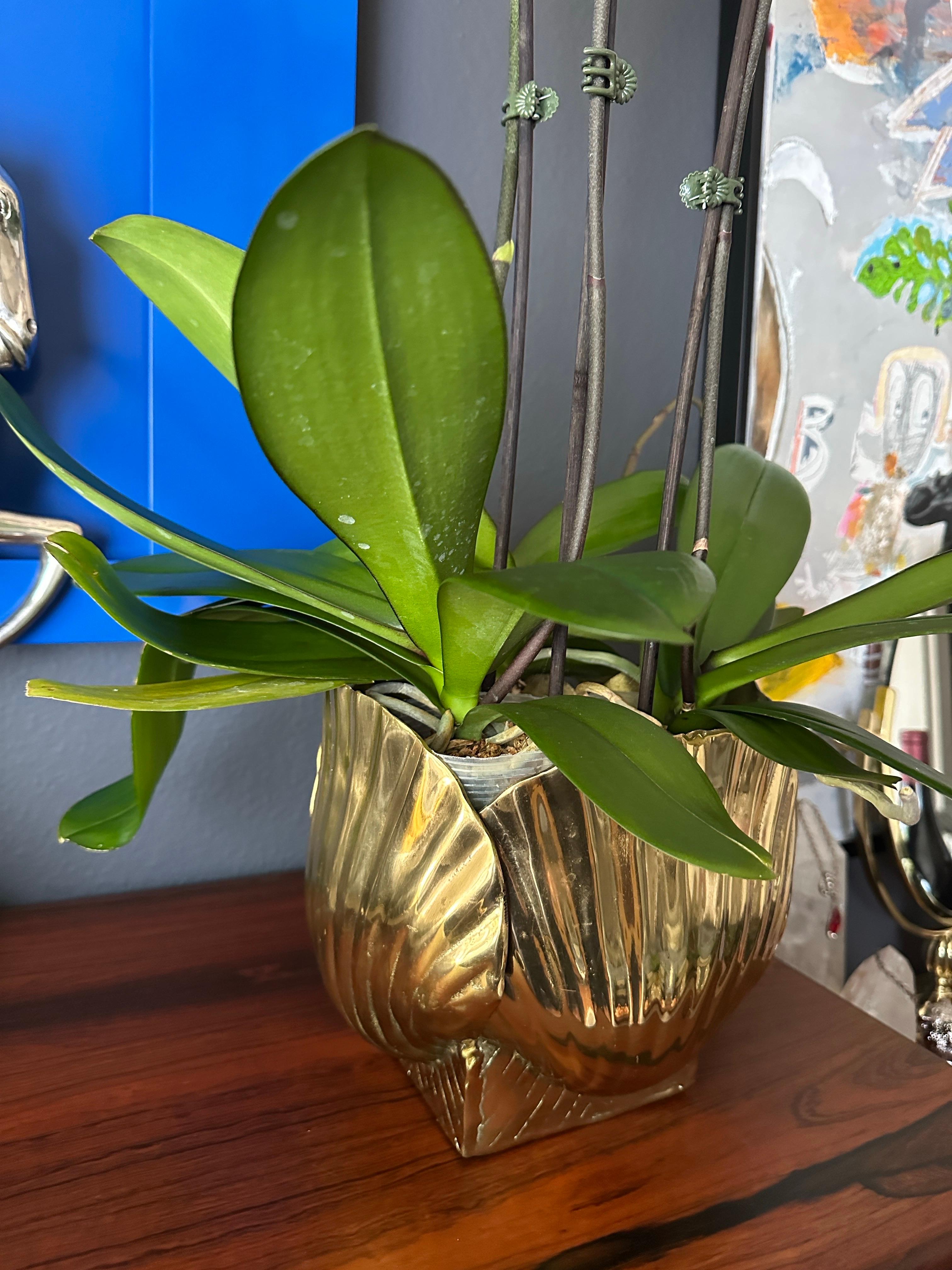 Polished Brass Sea Shell Planter 10