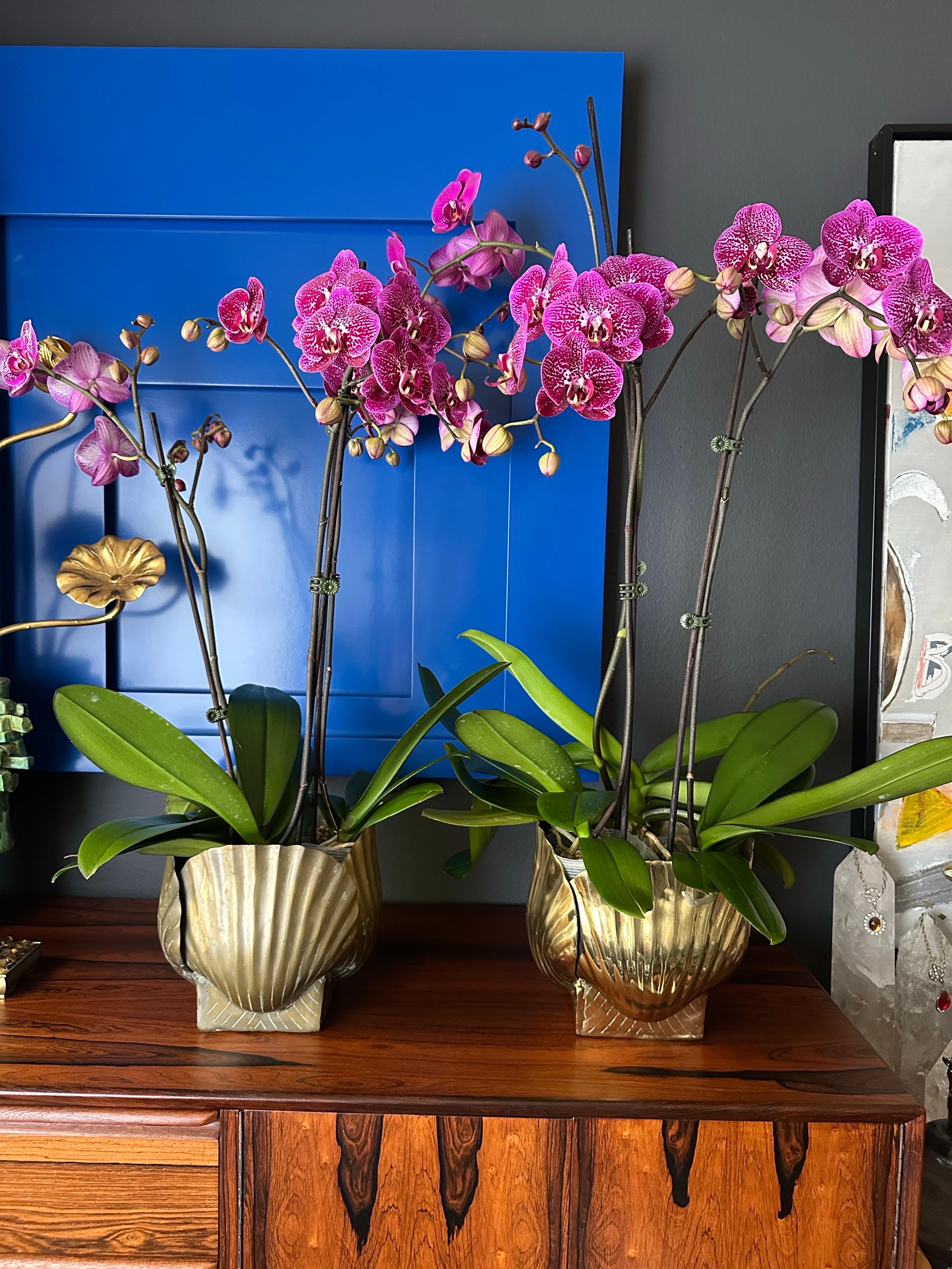 Polished Brass Sea Shell Planter 11