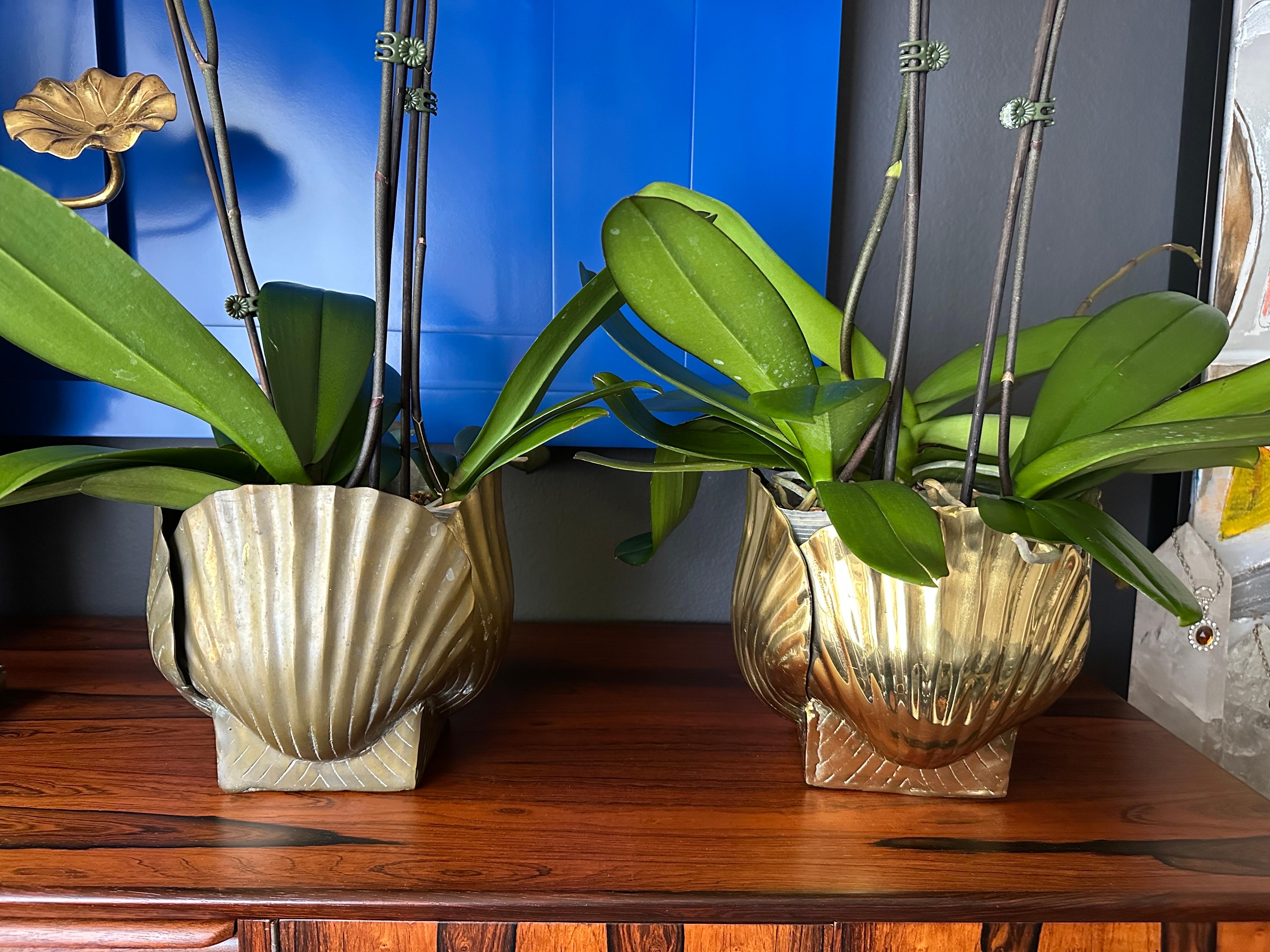 Polished Brass Sea Shell Planter 13
