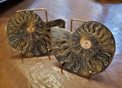 Polished Fossilized Ammonite Shell