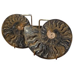Polished Fossilized Ammonite Shell
