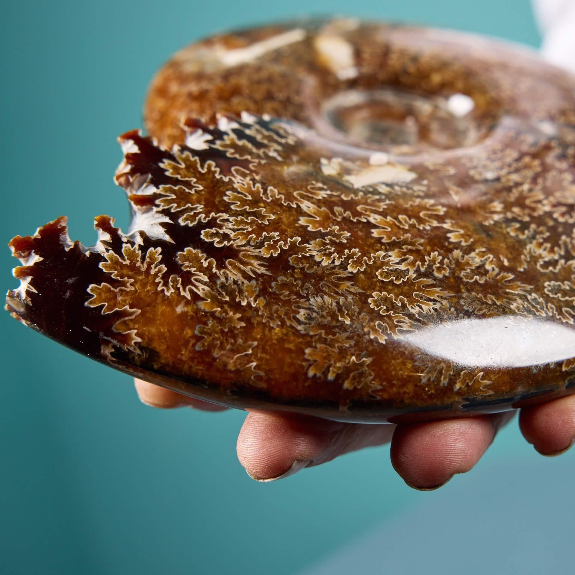 Fossile complet d'ammonite préhistorique polie en puzzle, originaire de Madagascar, présenté sur un socle en plâtre peint de qualité muséale. Un artefact historique naturel, préservé par compression pendant des millions d'années !

Vieux de plus de