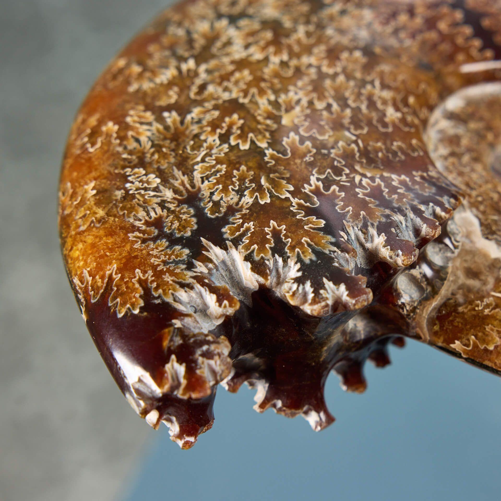 Ammonite de Jigsaw polie État moyen - En vente à Wormelow, Herefordshire