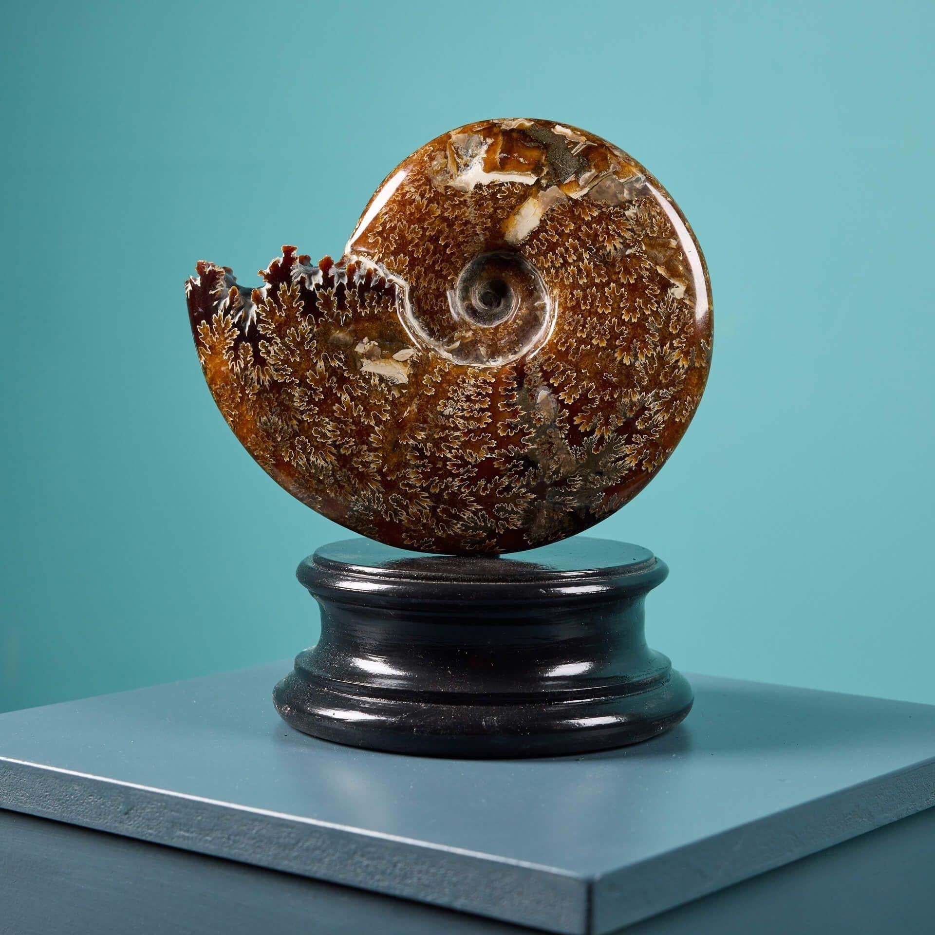 18th Century and Earlier Polished Jigsaw Ammonite Fossil For Sale