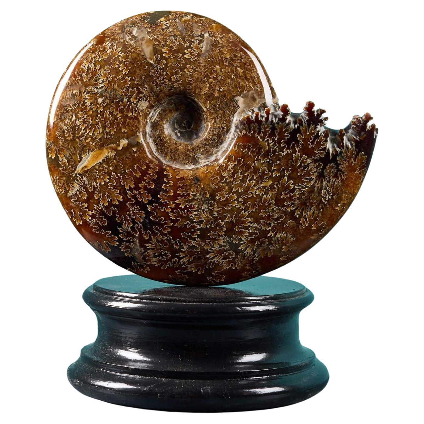 Ammonite de Jigsaw polie en vente