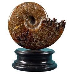 Vintage Polished Jigsaw Ammonite Fossil