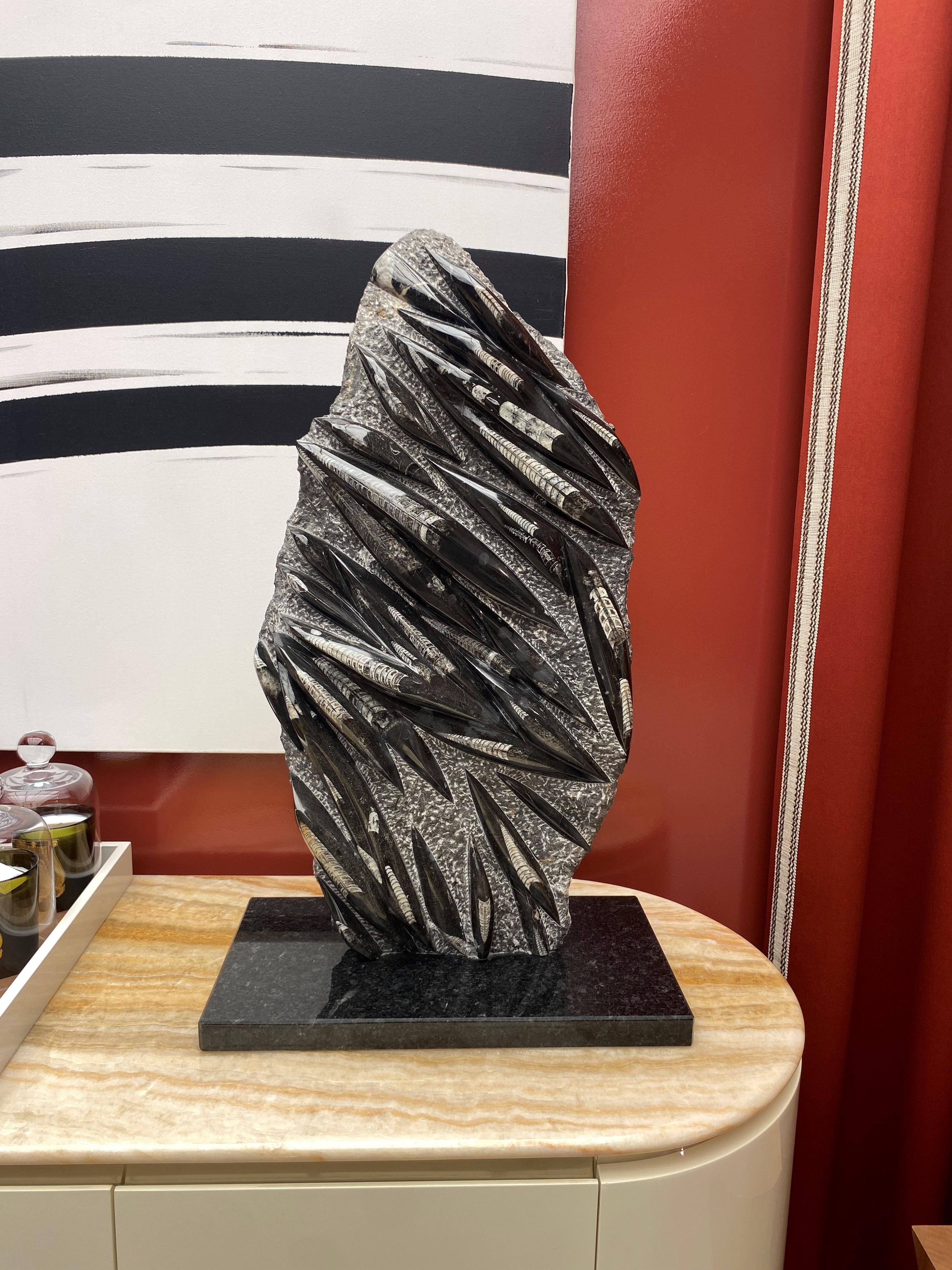 Superb slab filled with wonderful naturally occurring ortho-ceras fossils that was once part of the prehistoric ocean floor over 400 million years ago, placed on a polished black granite stand.
