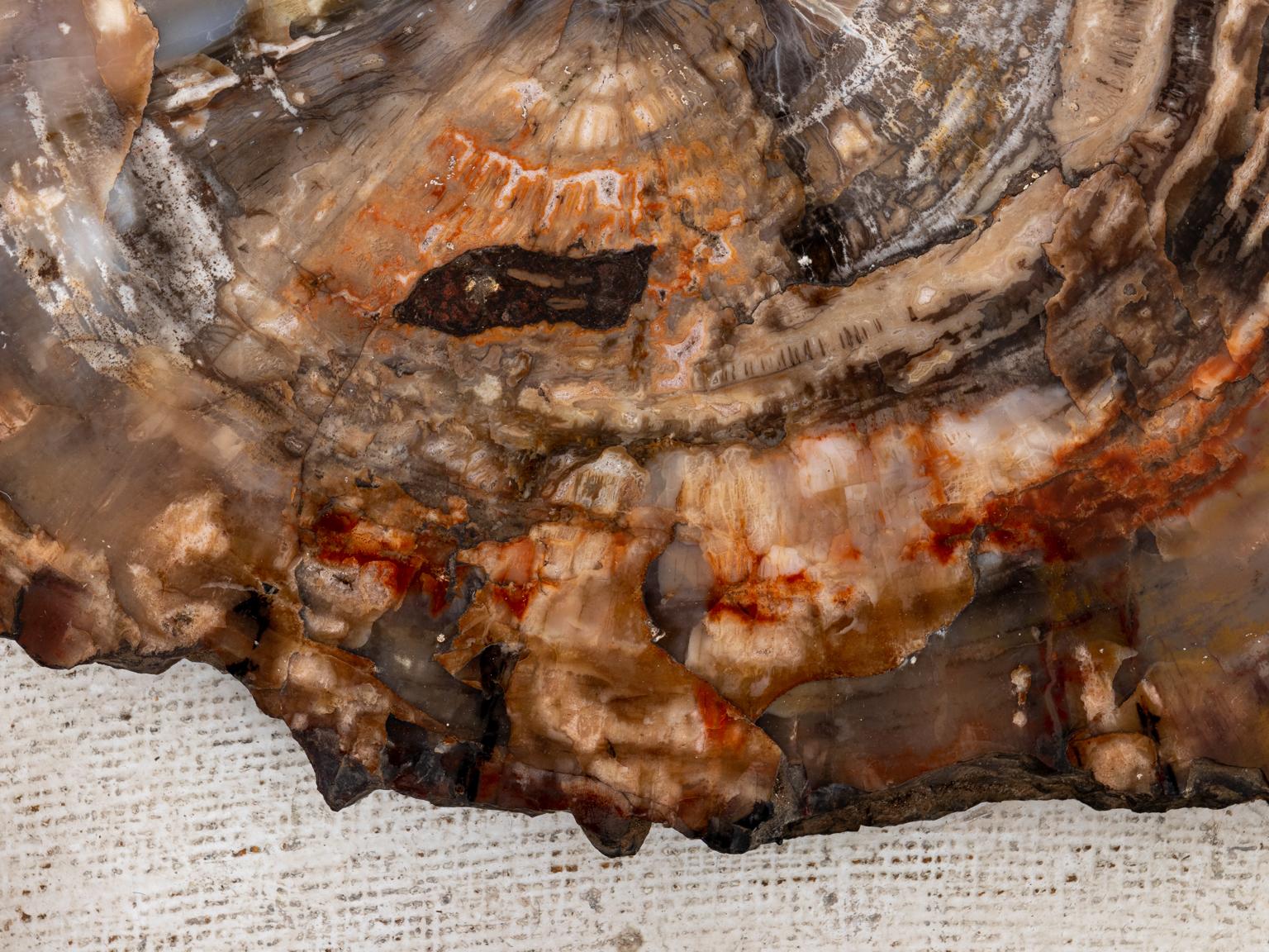 18th Century and Earlier Polished Petrified Tree Slab