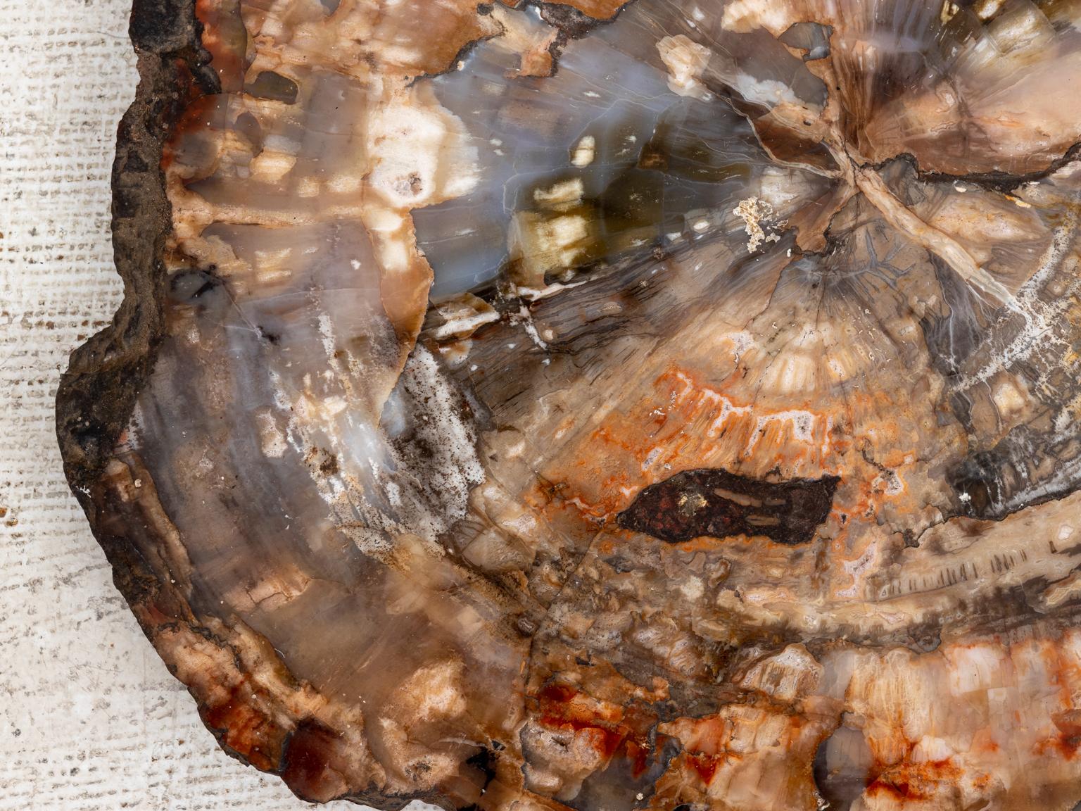 Agate Polished Petrified Tree Slab