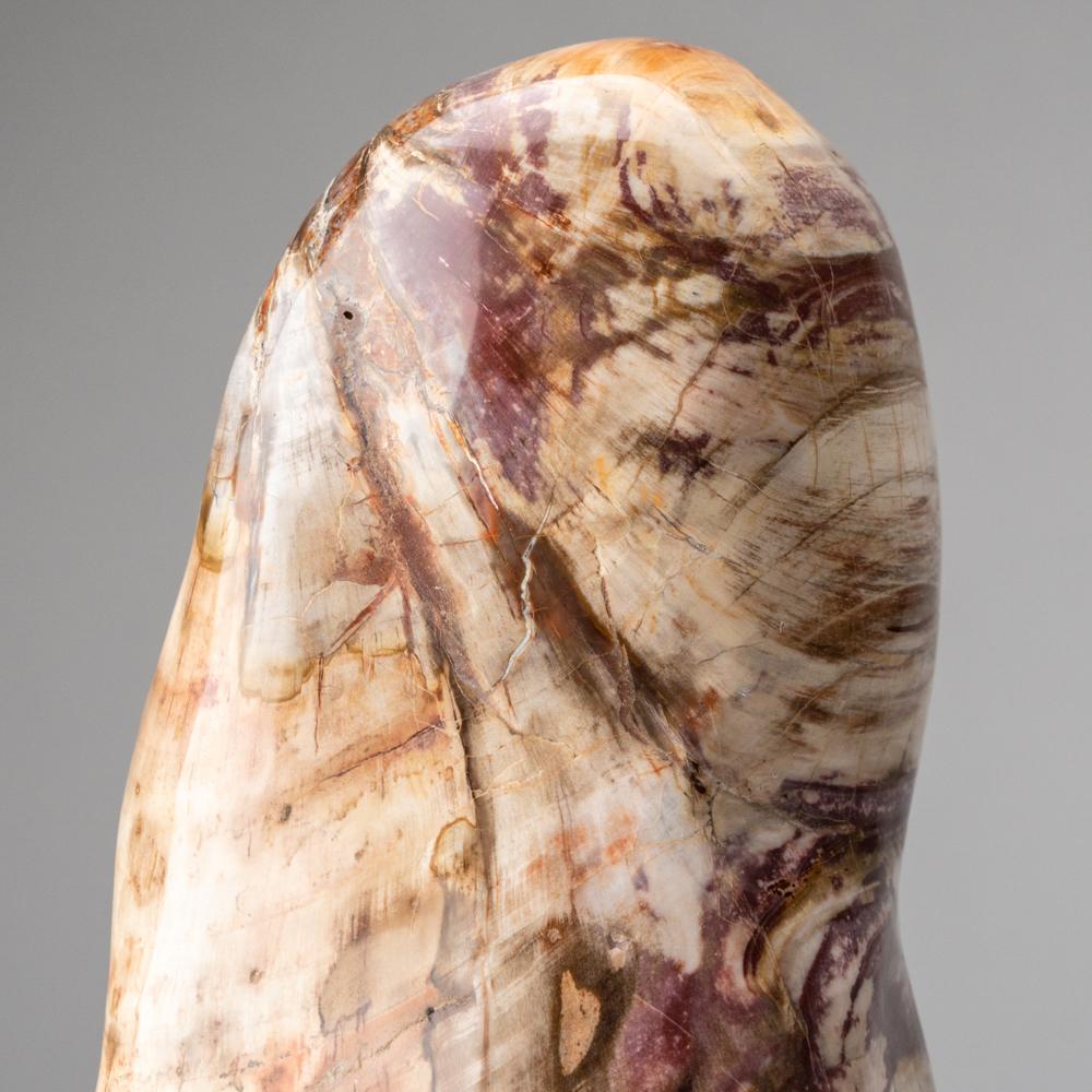 Contemporary Polished Petrified Wood Freeform from Madagascar (19.5 lbs) For Sale