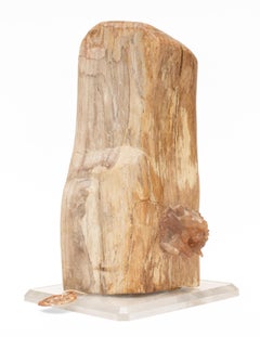 Poliertes versteinertes Holz mit Mandarinenquarz auf einem Lucite-Sockel
