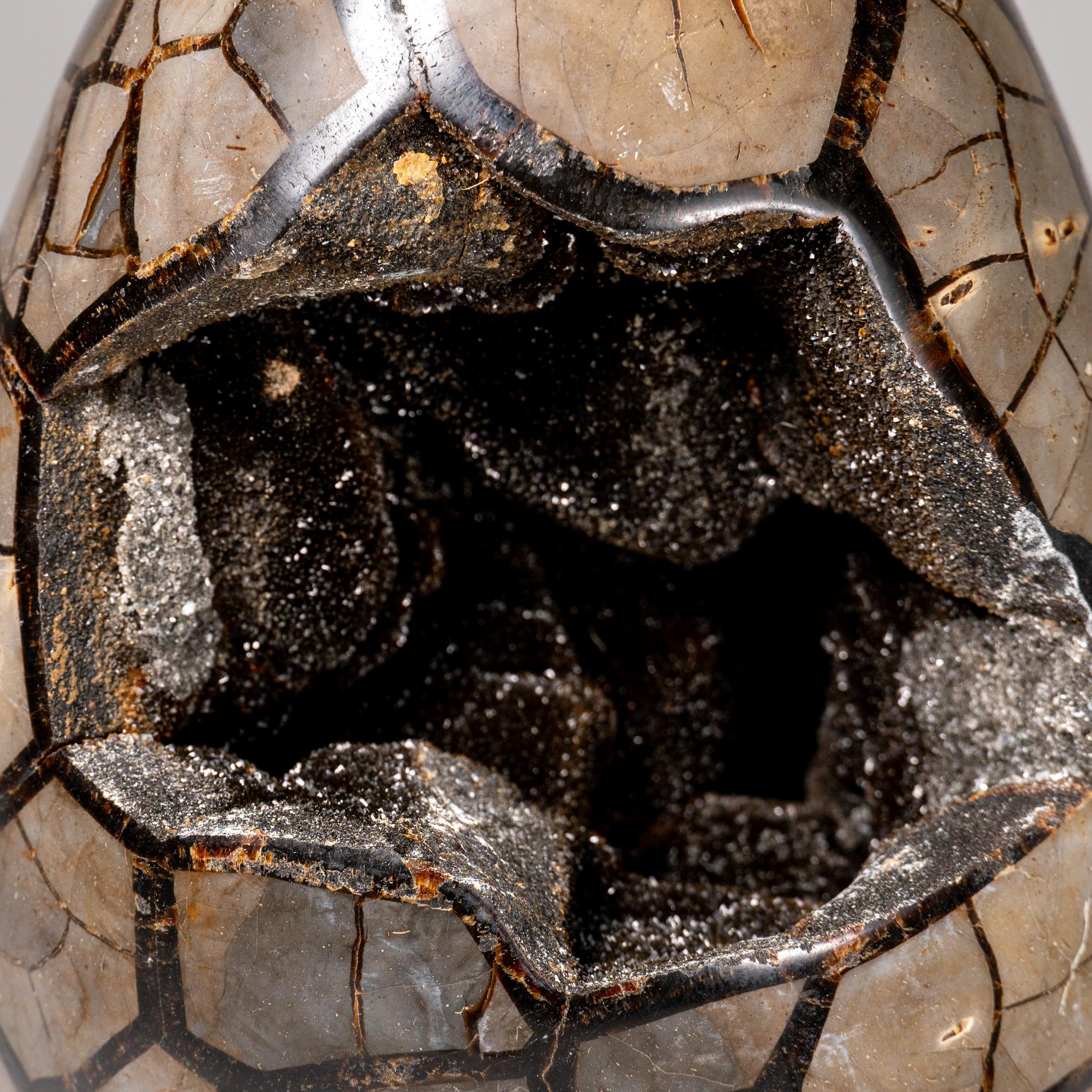 This 24 lbs., top quality Septarian Druzy Geode Egg from Madagascar features an exposed area lined with dazzling druzy quartz crystals, as well as a polished back side, providing a high reflective surface. Il settario è una combinazione di calcite