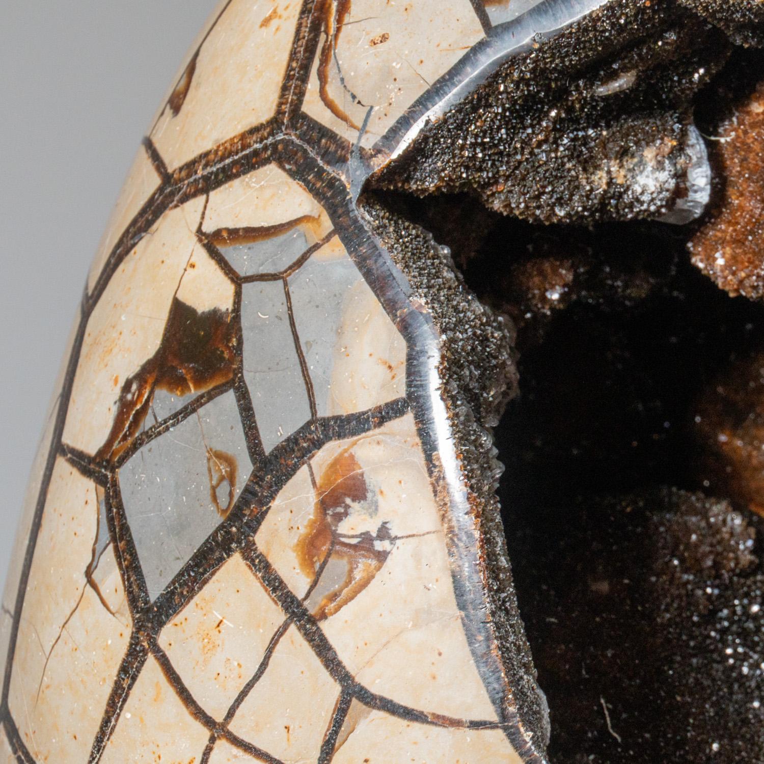 Cet œuf de géode de quartz druzy septarien de qualité AAA de 43.5 livres provenant de Madagascar présente une zone exposée tapissée de cristaux de quartz druzy éblouissants, ainsi qu'une face arrière polie, offrant une surface hautement
