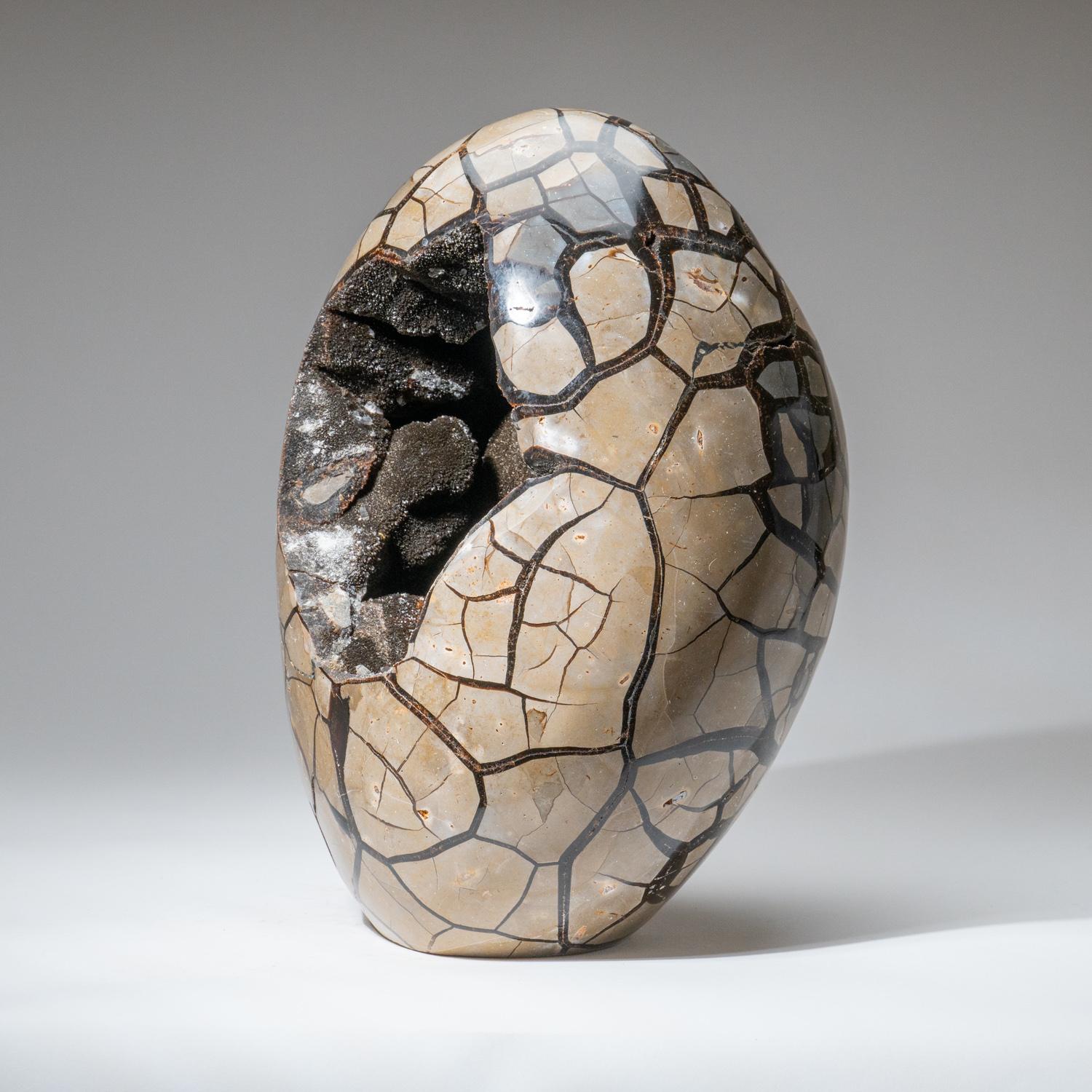 This 44.5 lb AAA quality Septarian Druzy Geode Egg from Madagascar features an exposed area lined with dazzling druzy quartz crystals, as well as a polished back side, providing a high reflective surface. Septarian is a combination of yellow