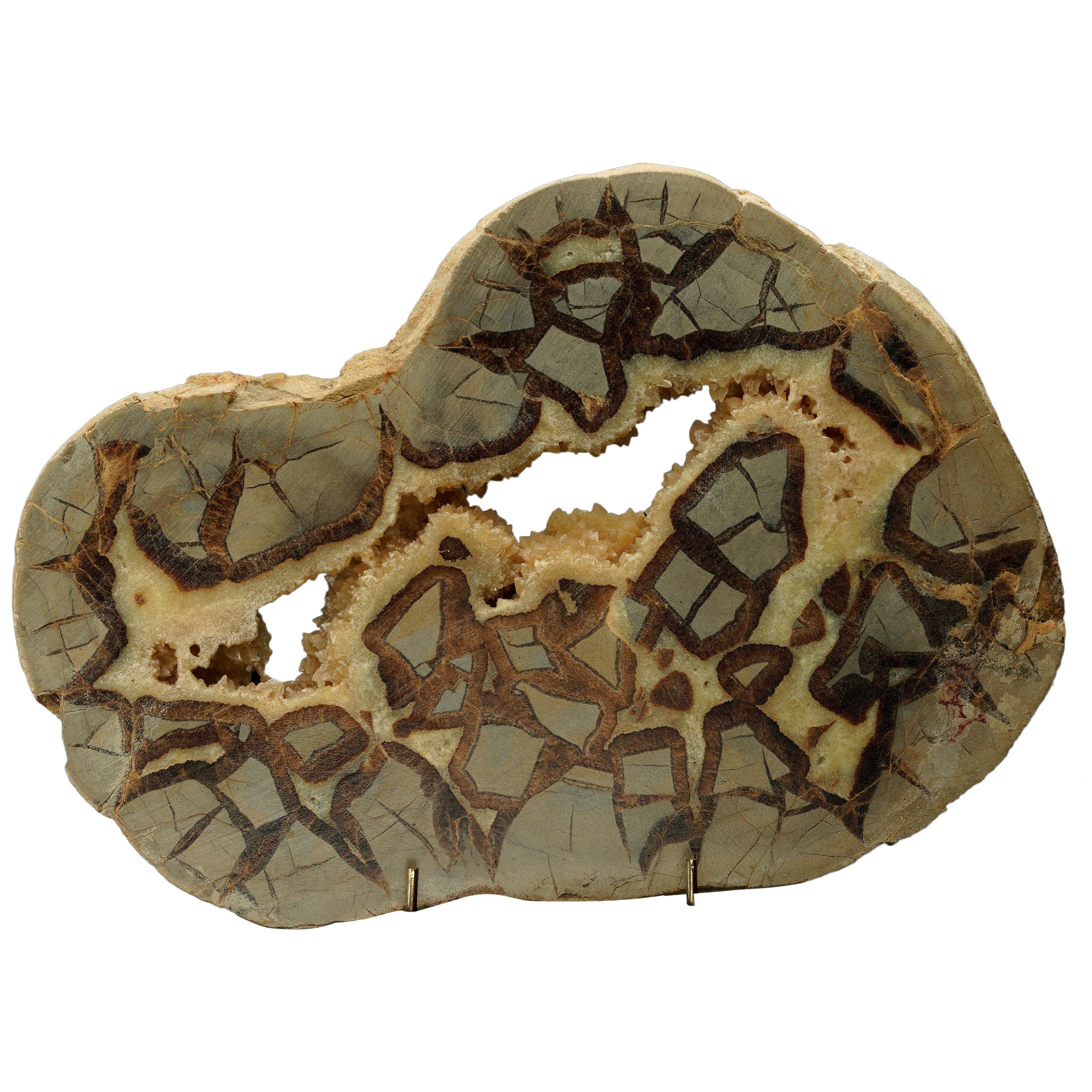Nodulo settario lucido - 2,22 lb