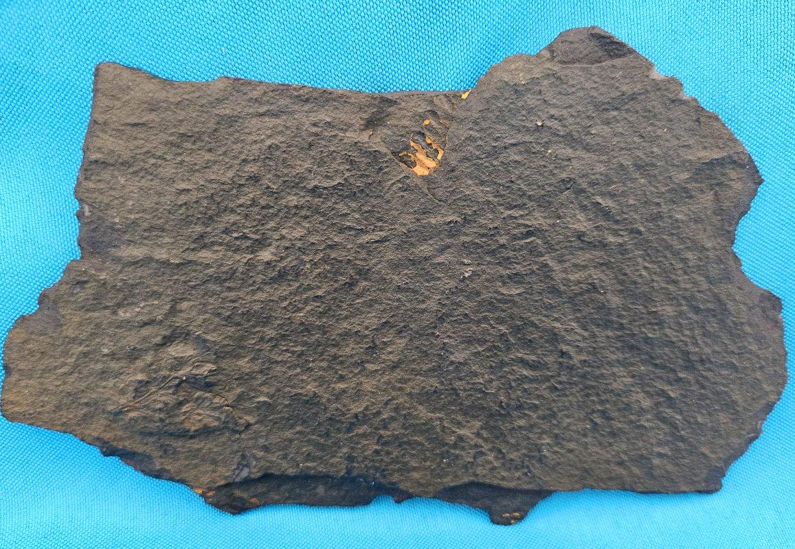 Specie di Polymorphopteris, esemplare fossile di felce arborea Nature, circa 350 milioni di anni fa in vendita 2
