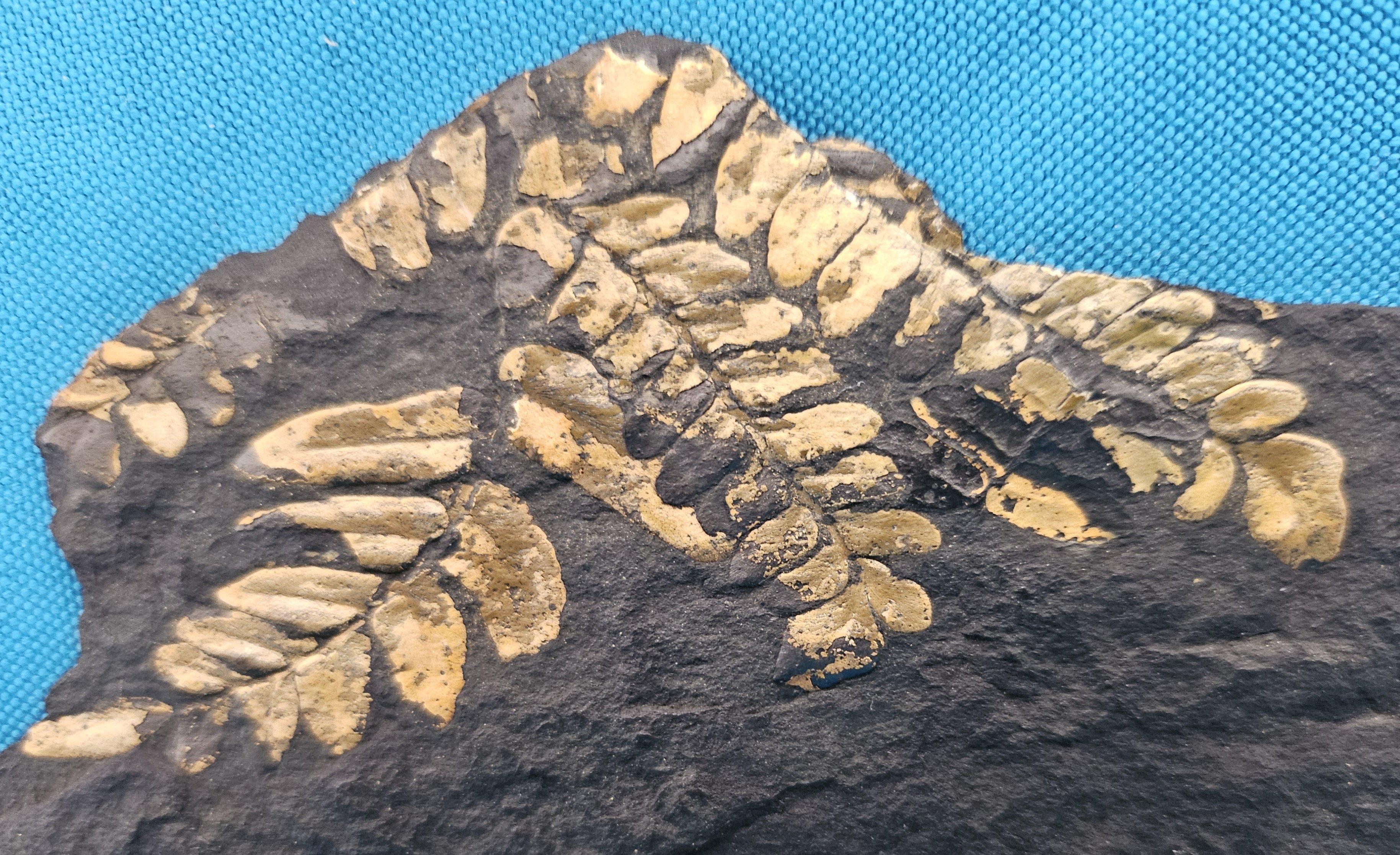 Specie di Polymorphopteris, esemplare fossile di felce arborea Nature, risalente a circa 350 milioni di anni fa.
Questo è un bellissimo esemplare di fossile vegetale. I colori si sono formati naturalmente nel corso del tempo attraverso il processo