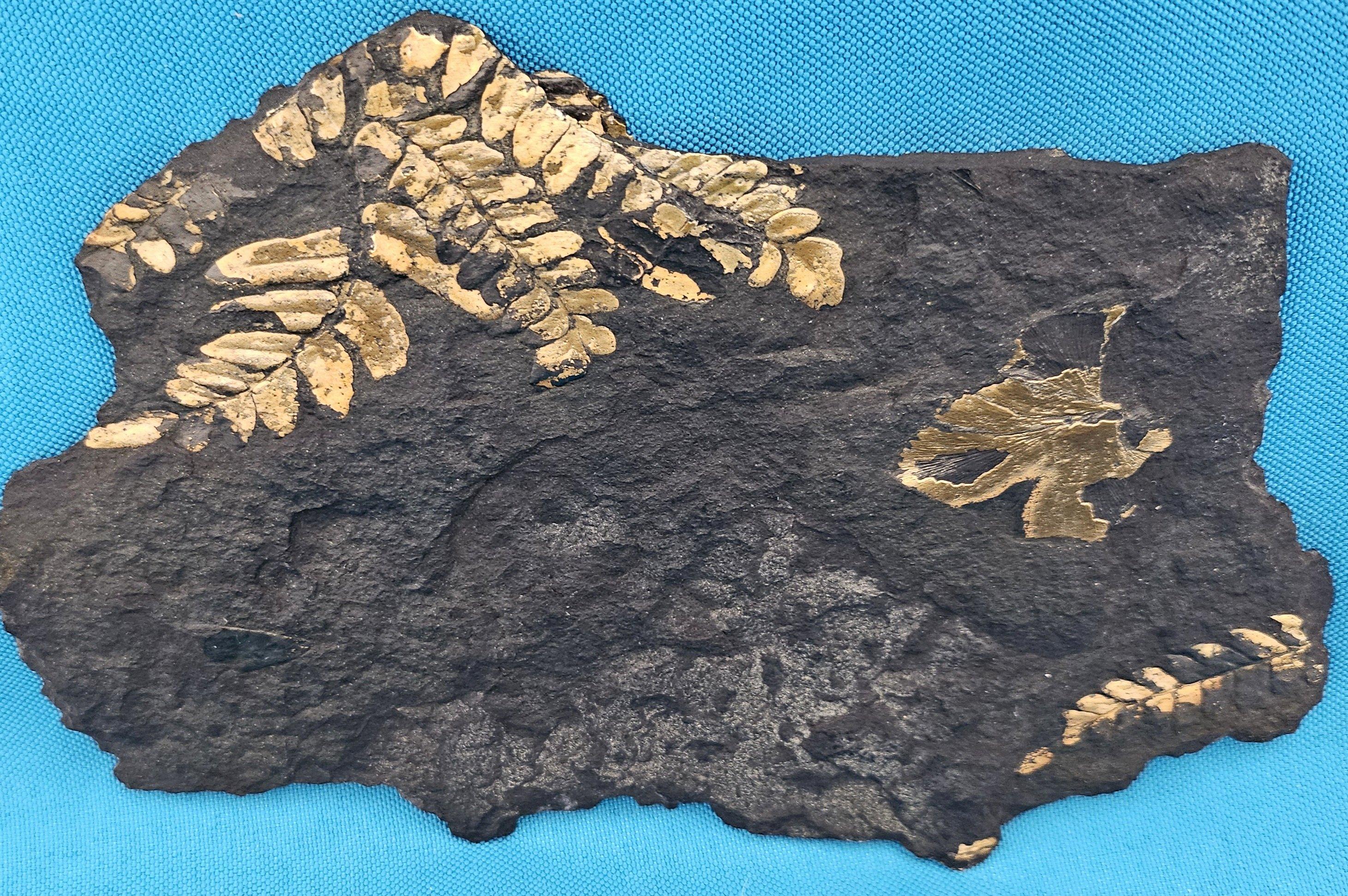 Organico moderno Specie di Polymorphopteris, esemplare fossile di felce arborea Nature, circa 350 milioni di anni fa in vendita