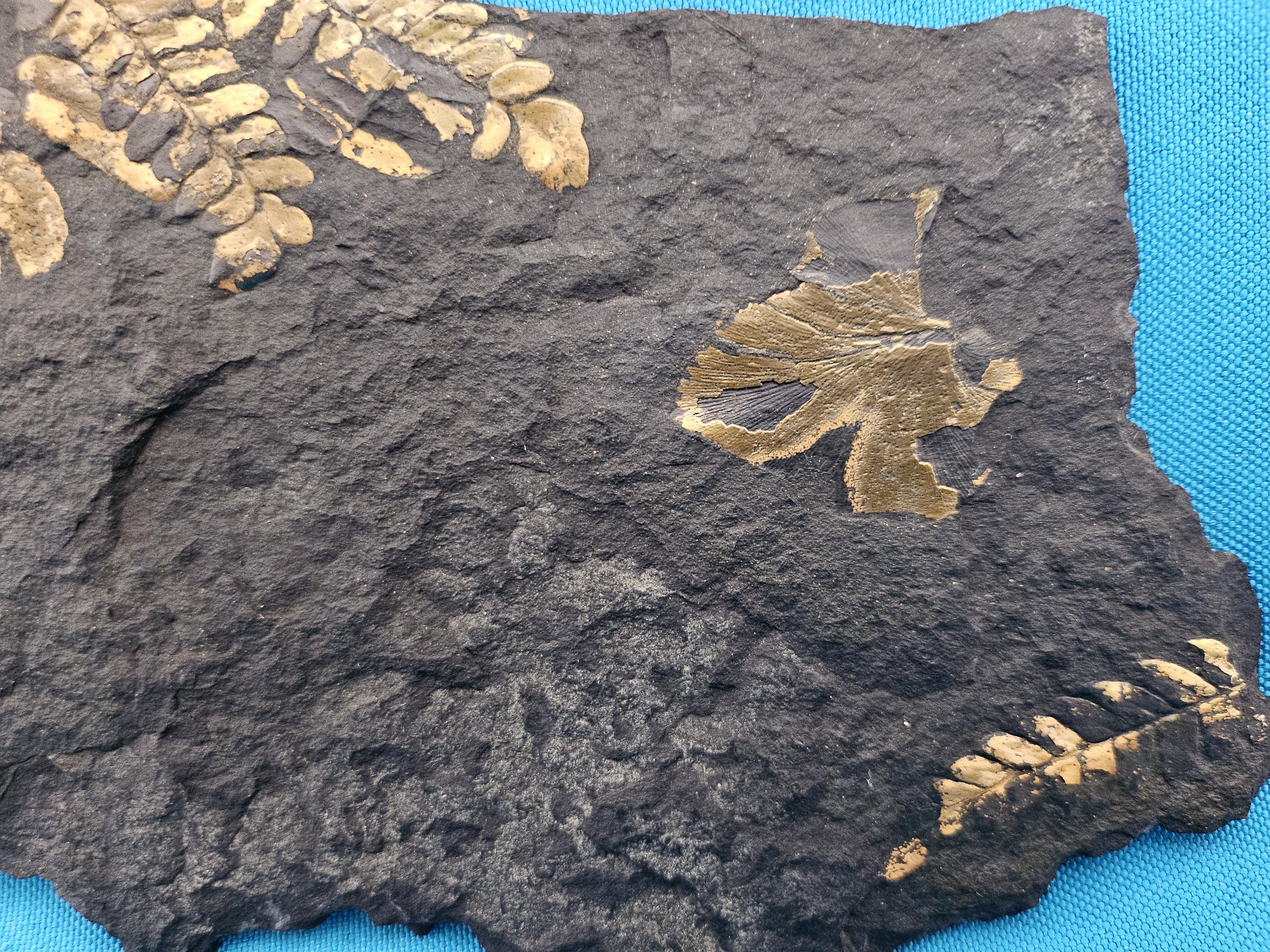 Altro Specie di Polymorphopteris, esemplare fossile di felce arborea Nature, circa 350 milioni di anni fa in vendita