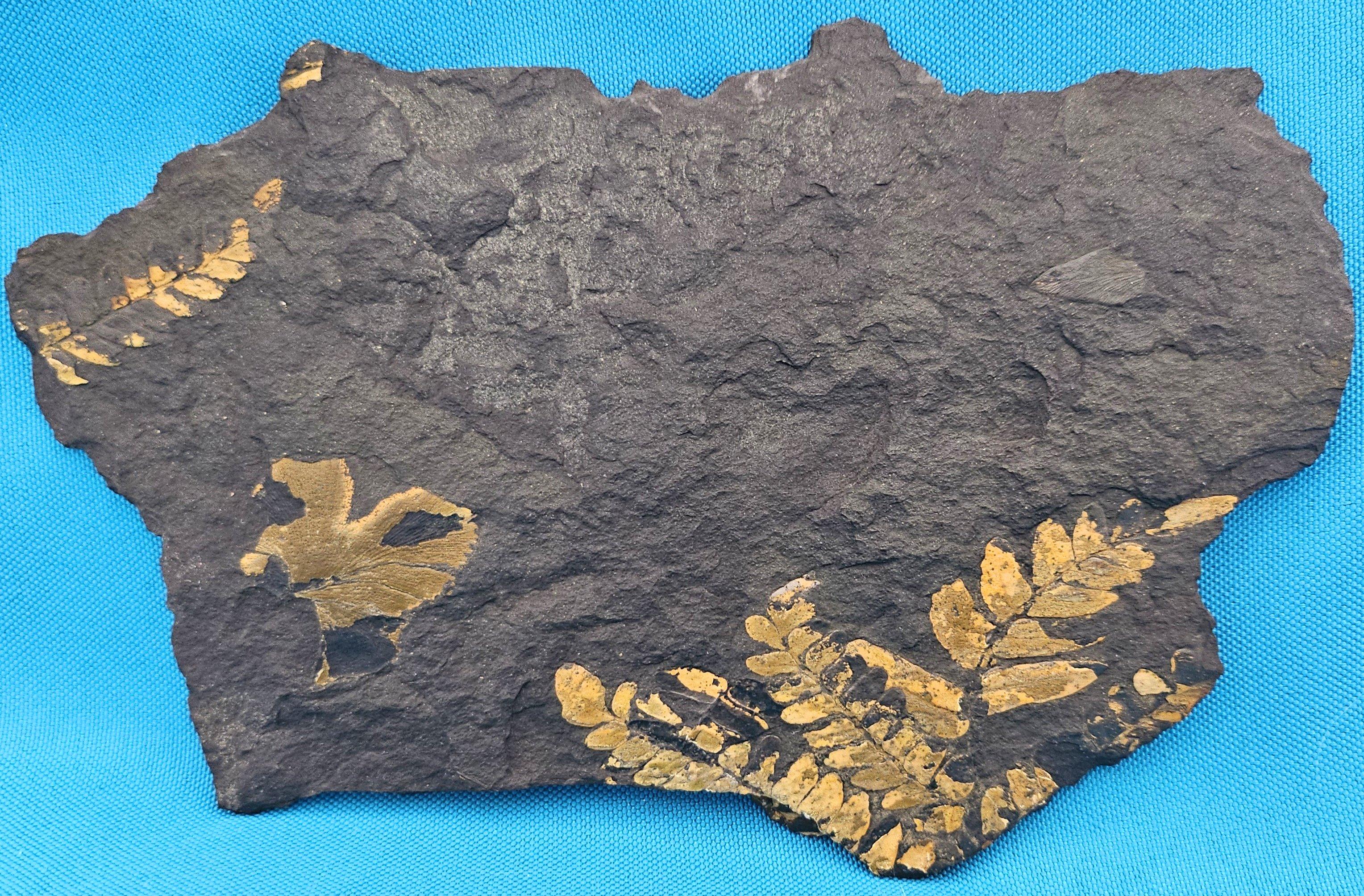 Specie di Polymorphopteris, esemplare fossile di felce arborea Nature, circa 350 milioni di anni fa In condizioni buone in vendita a Warrenton, OR
