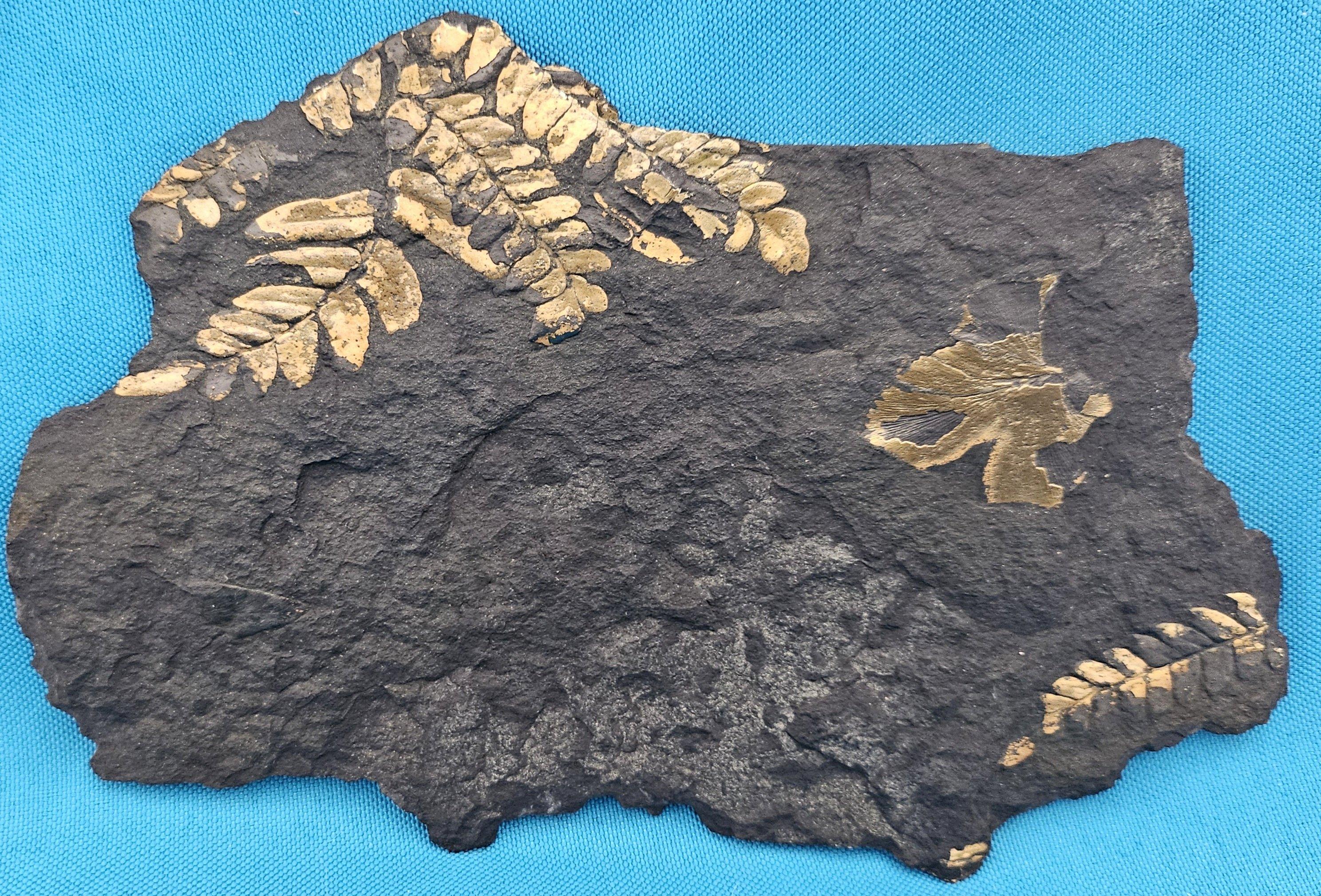 Fino al XVIII secolo Specie di Polymorphopteris, esemplare fossile di felce arborea Nature, circa 350 milioni di anni fa in vendita