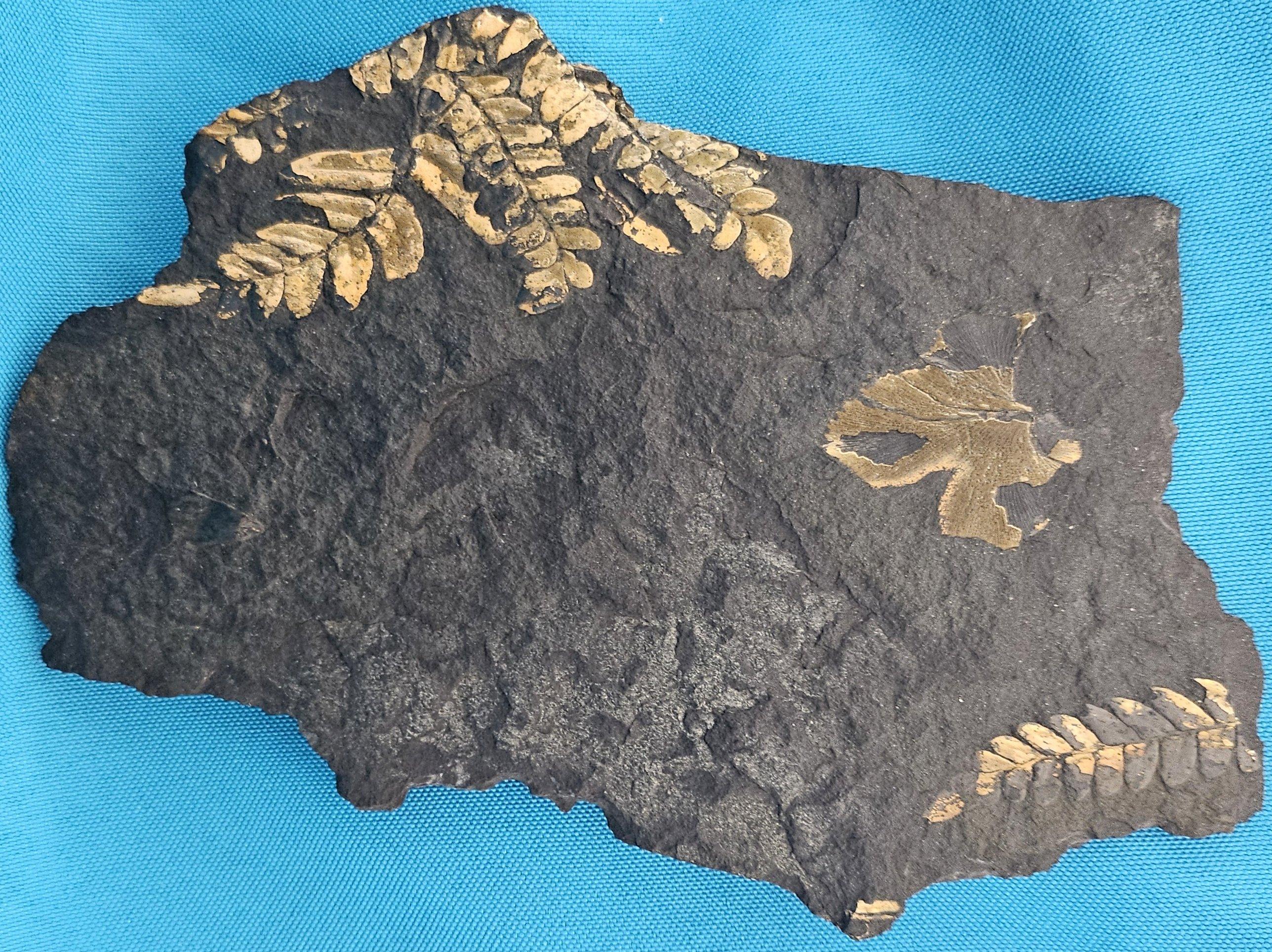Materiale organico Specie di Polymorphopteris, esemplare fossile di felce arborea Nature, circa 350 milioni di anni fa in vendita