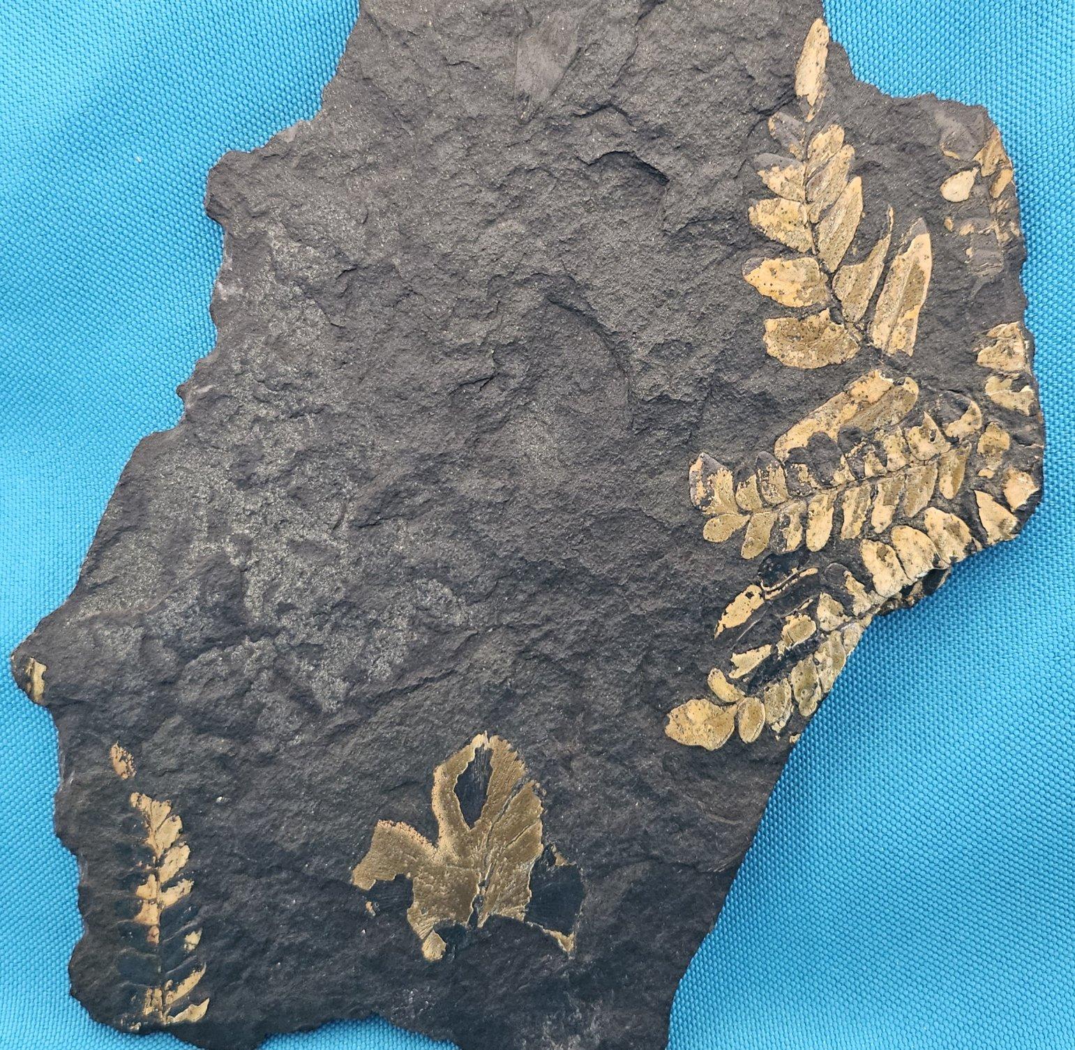 Specie di Polymorphopteris, esemplare fossile di felce arborea Nature, circa 350 milioni di anni fa in vendita 1