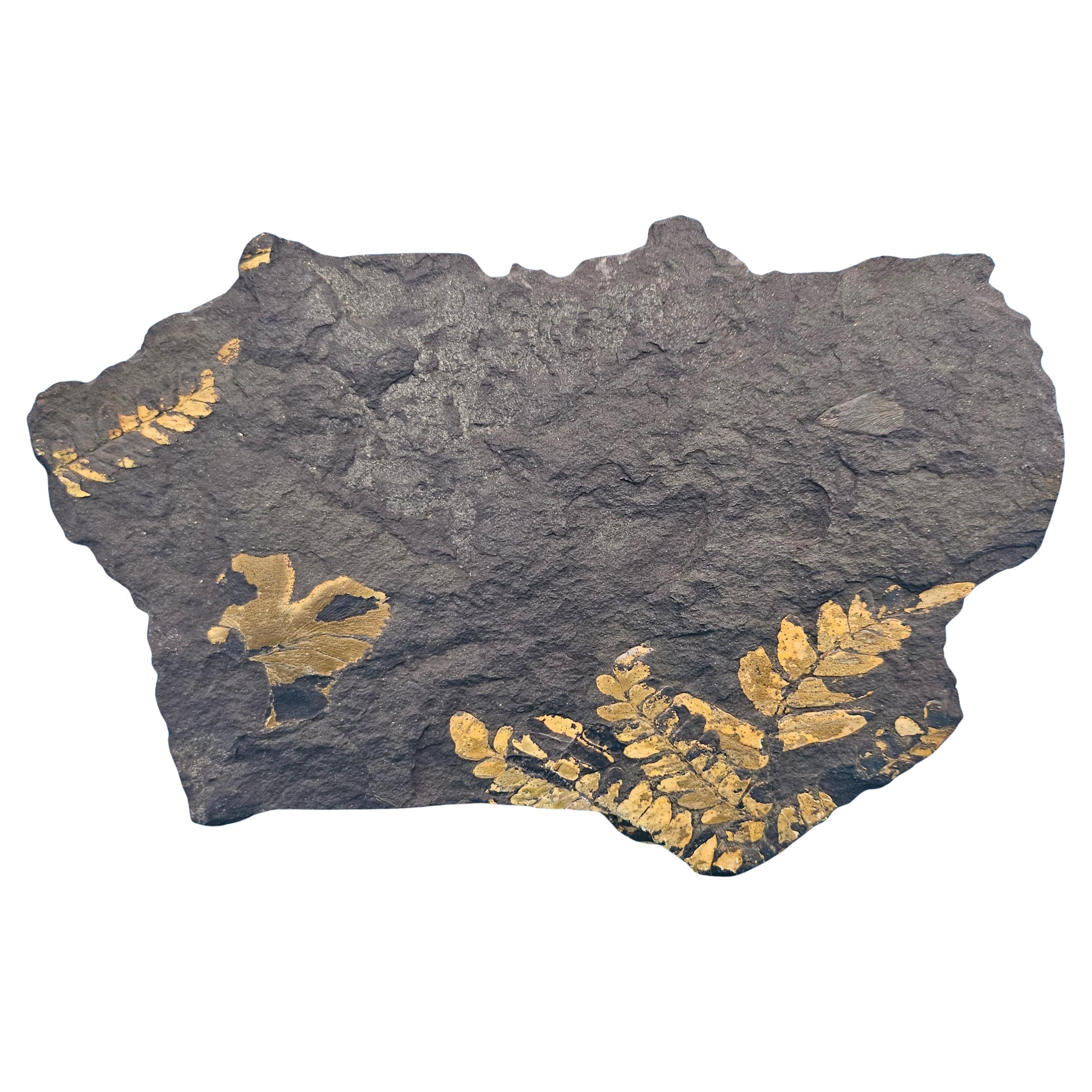 Specie di Polymorphopteris, esemplare fossile di felce arborea Nature, circa 350 milioni di anni fa in vendita