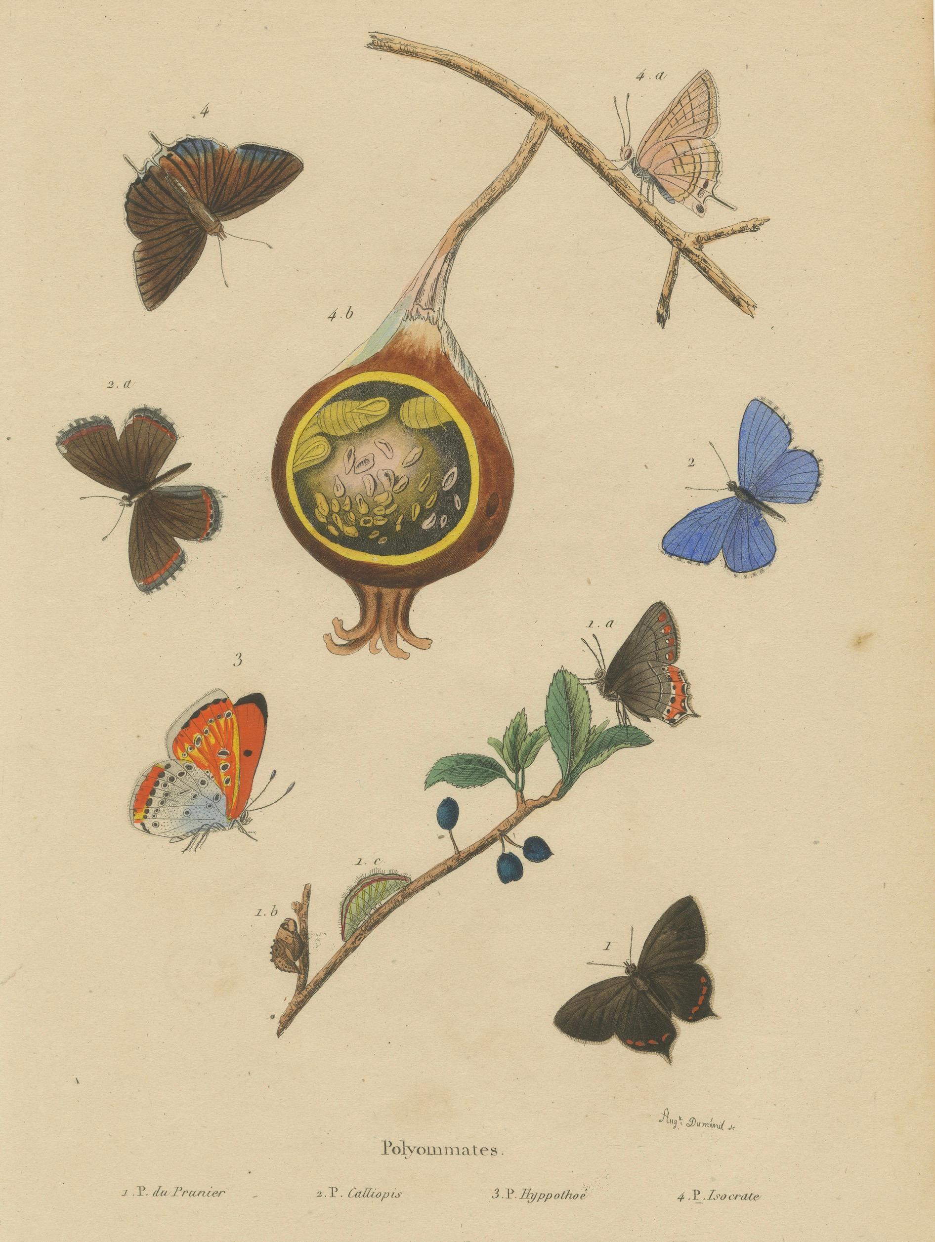 Polyommatus Butterflies & Caterpillars by Aug. Duméril, circa 1830