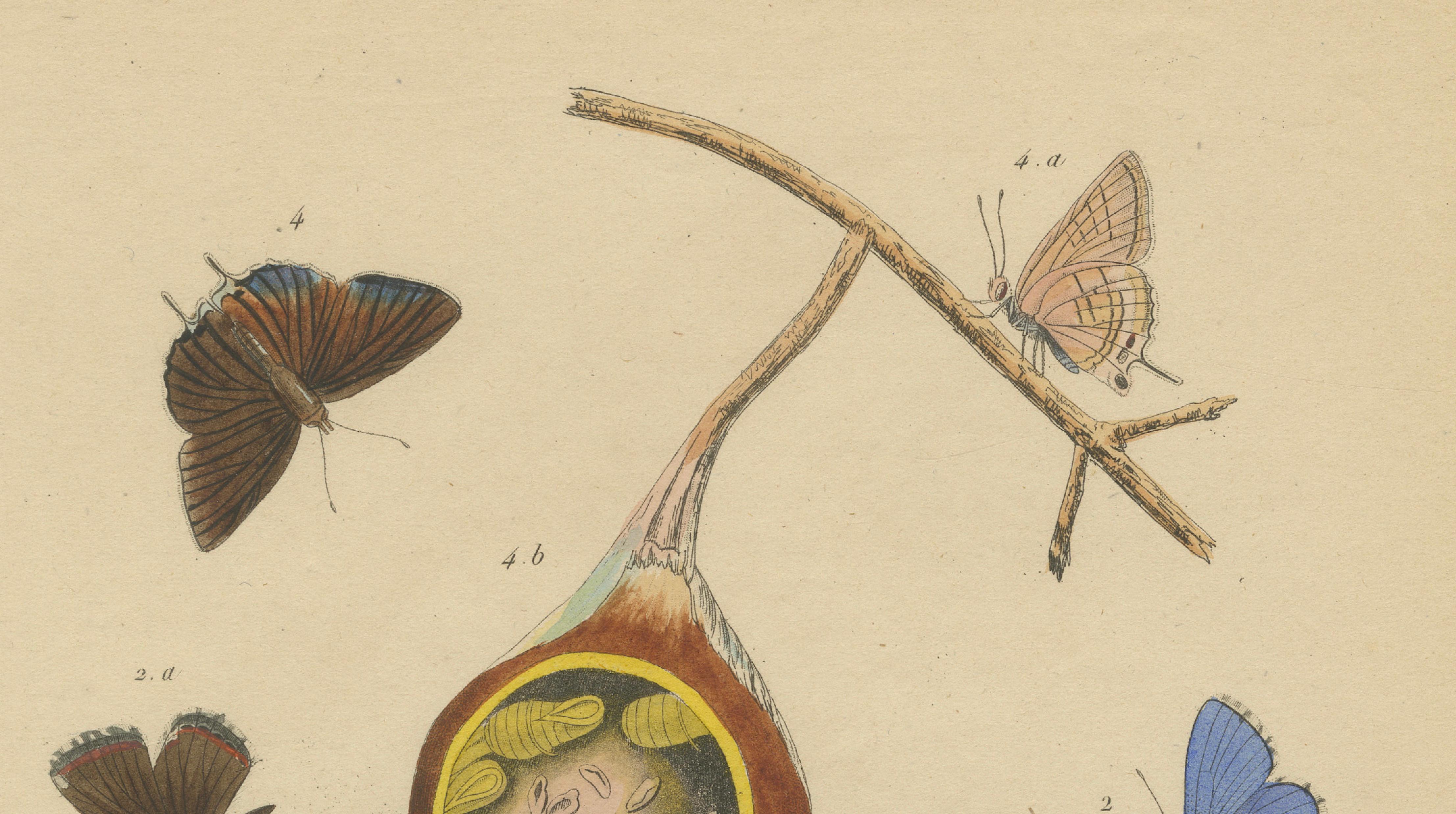 Polyommatus Butterflies & Caterpillars by Aug. Duméril, circa 1830