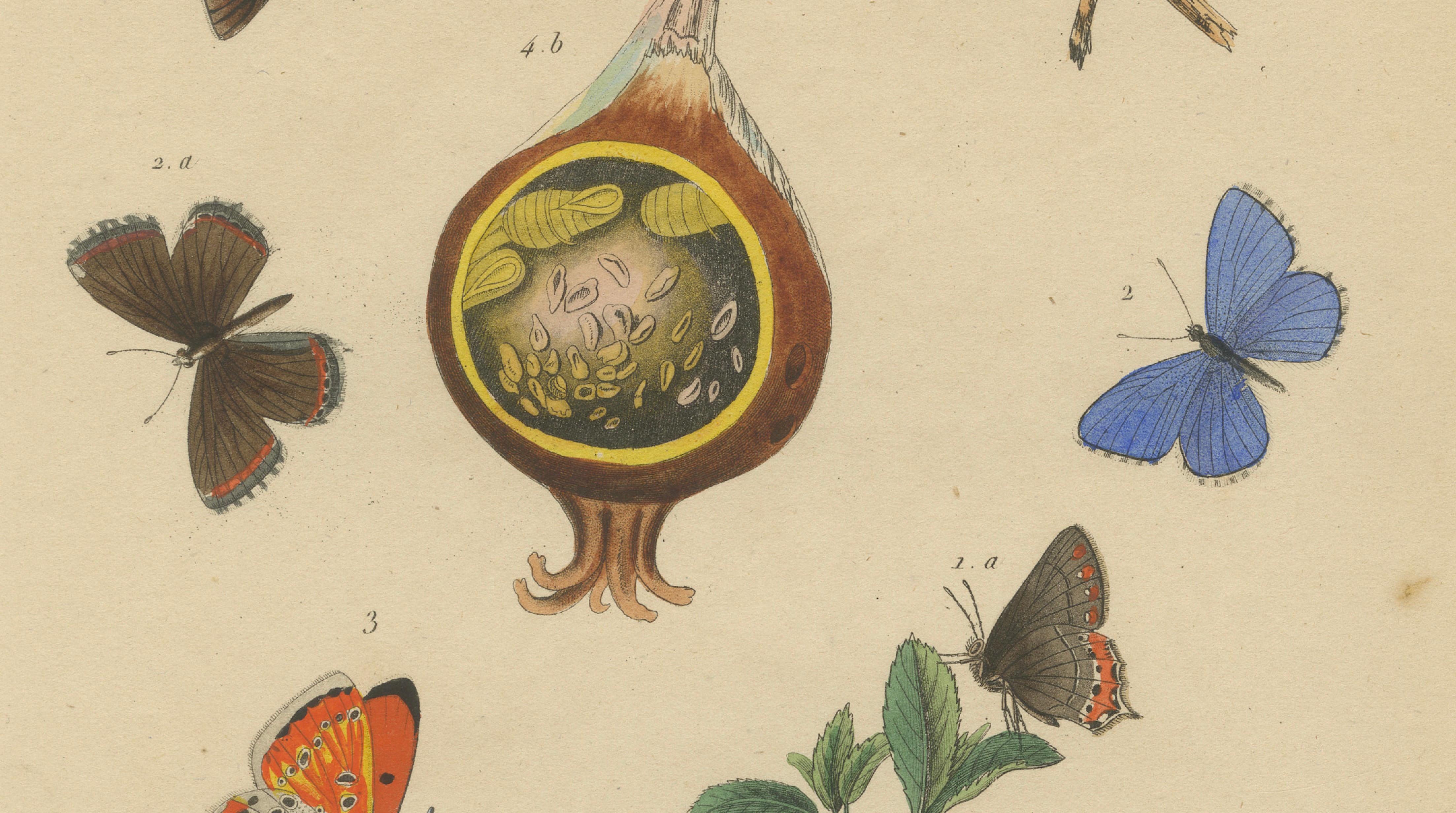 Polyommatus Butterflies & Caterpillars by Aug. Duméril, circa 1830