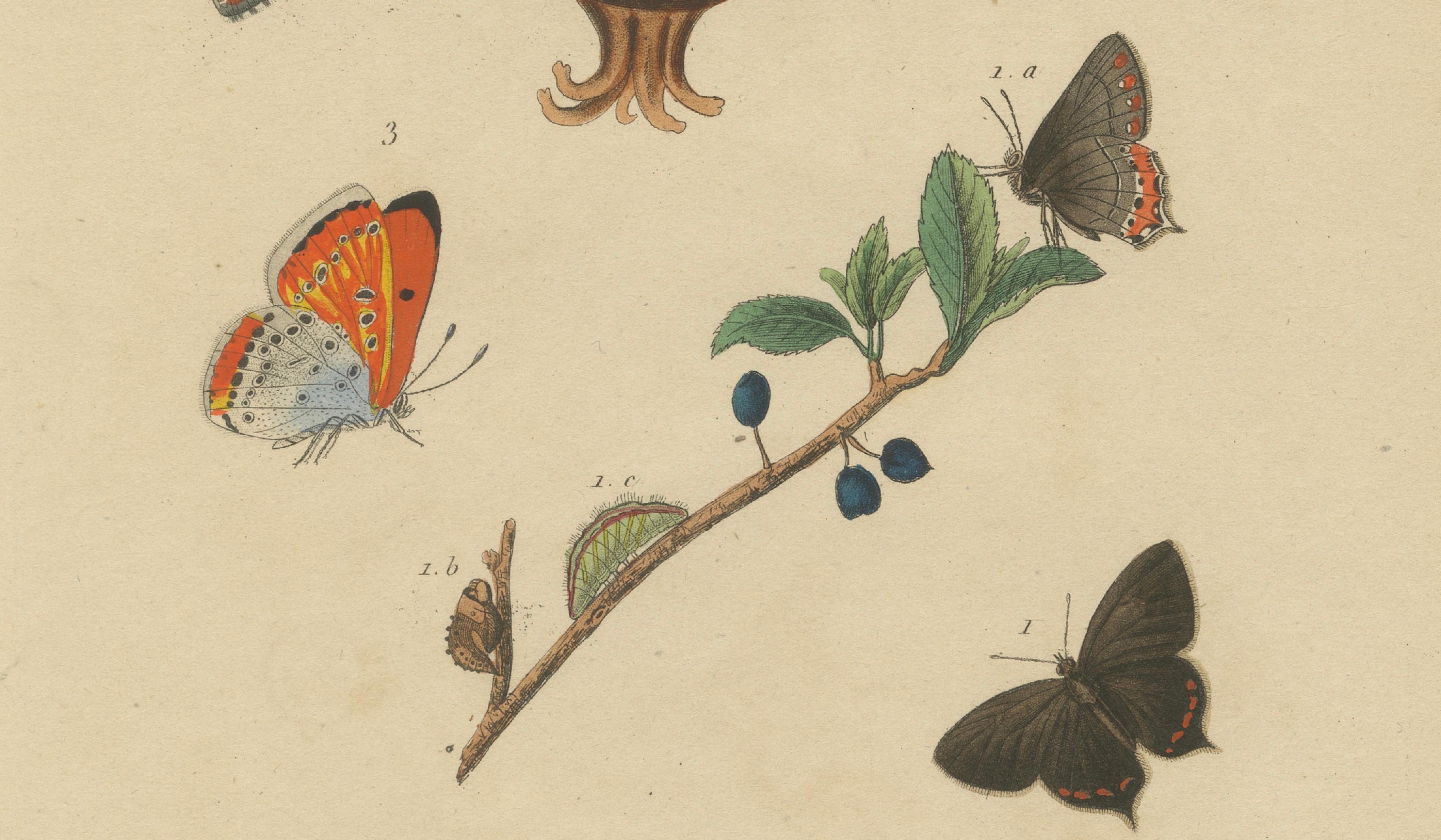 Polyommatus Butterflies & Caterpillars by Aug. Duméril, circa 1830