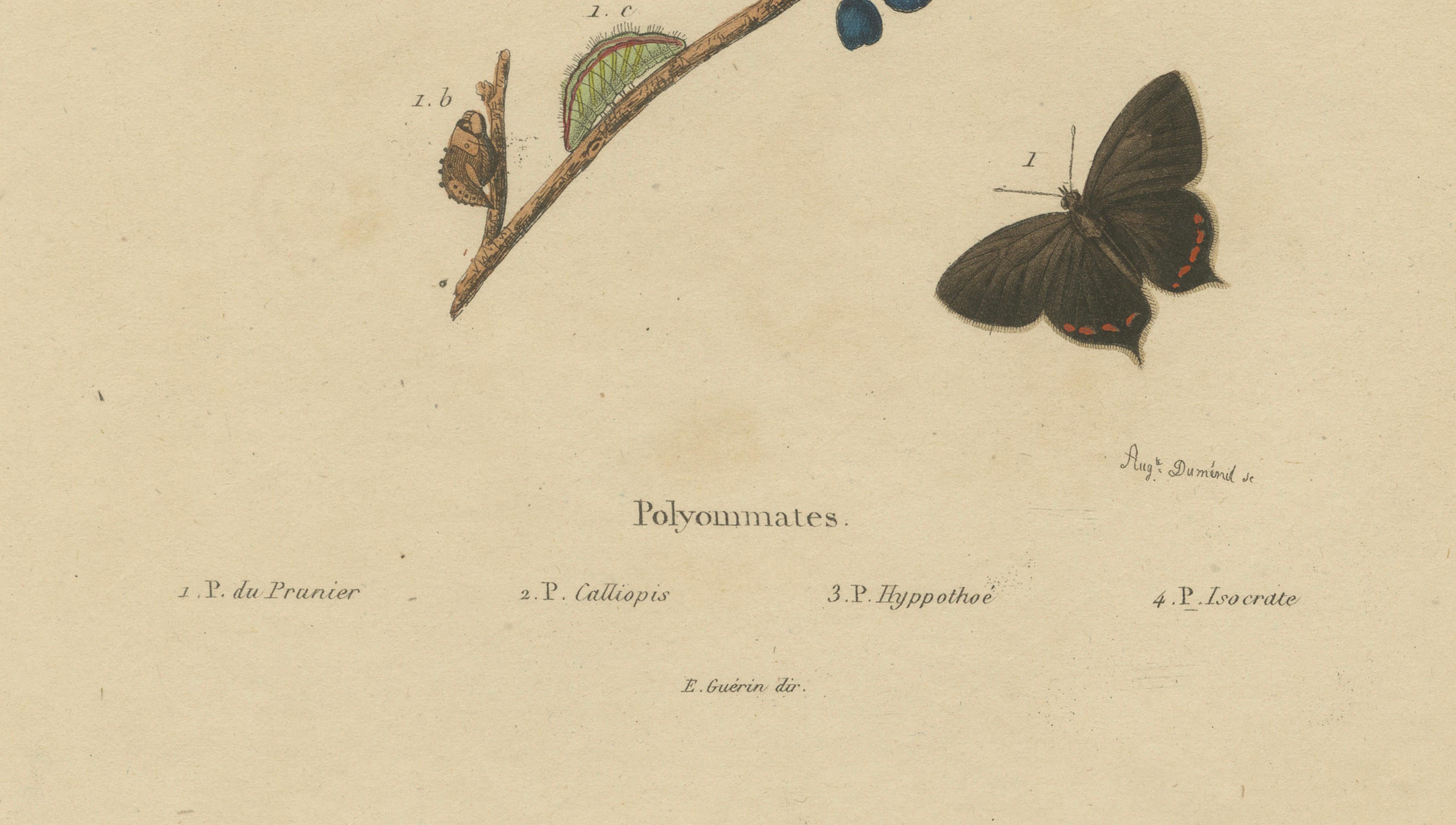 Polyommatus Butterflies & Caterpillars by Aug. Duméril, circa 1830